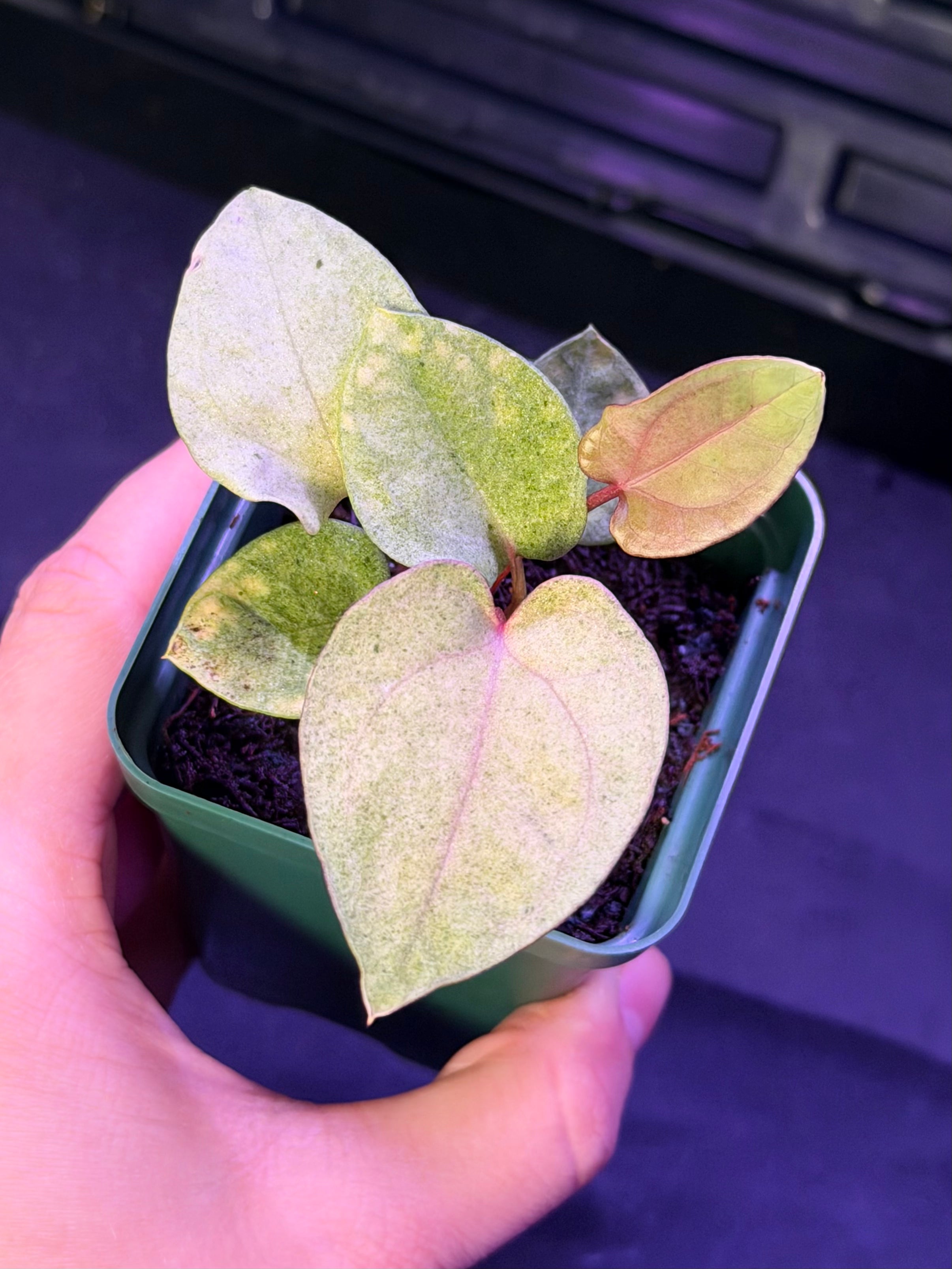 Anthurium Night Dragon x Dorito Port--Exact seedling "C"