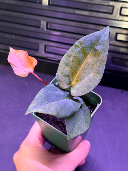 Anthurium Night Dragon x Dorito Port--Exact seedling "D"