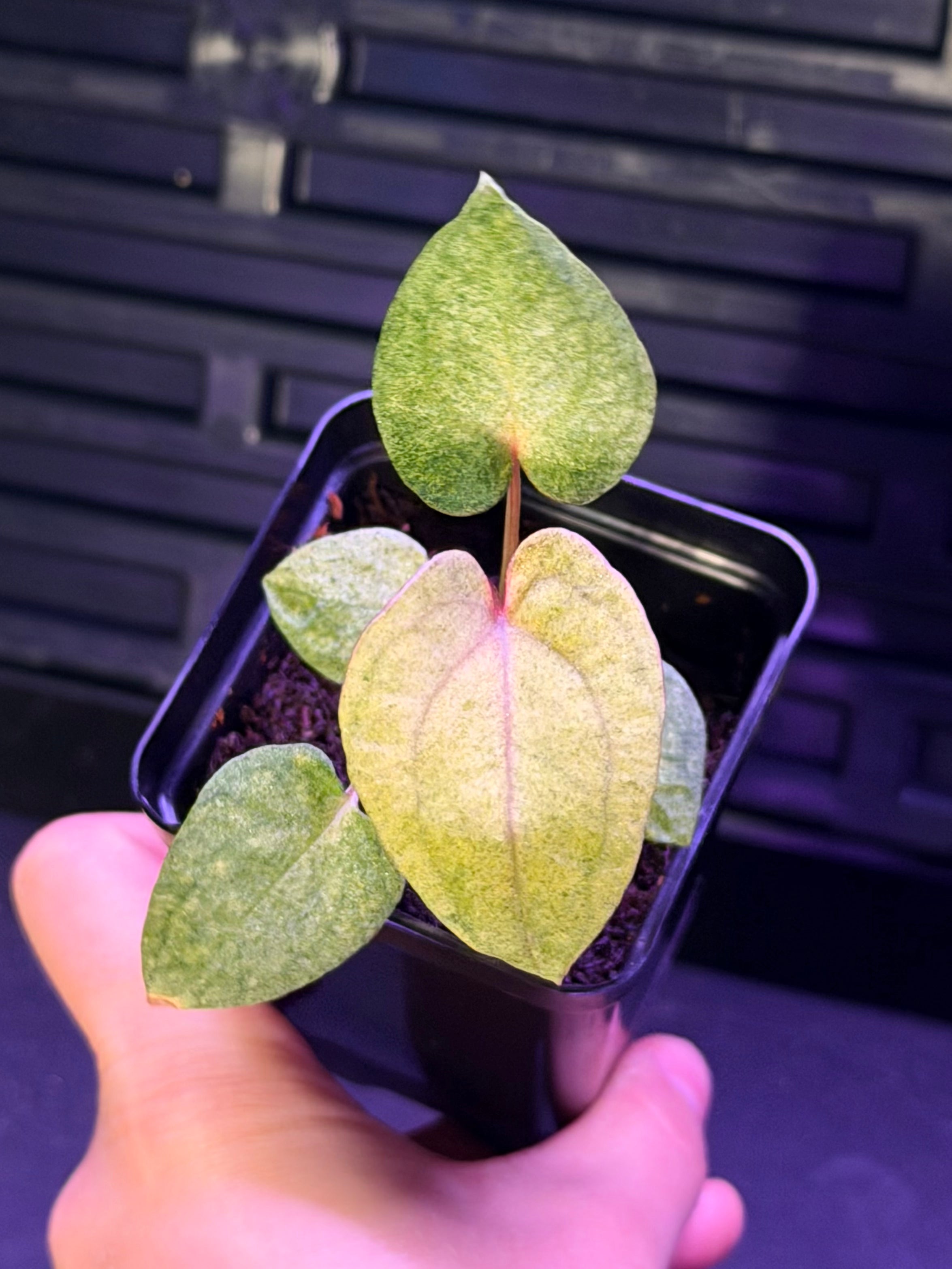 Anthurium Night Dragon x Dorito Port--Exact seedling "E"