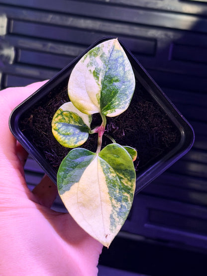 Anthurium Var Papx x Dorito 