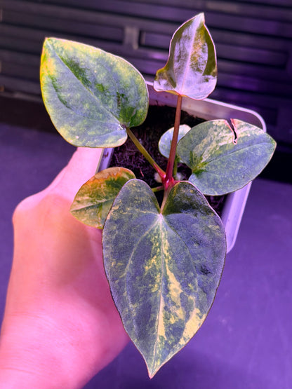 Anthurium Var Papx x Dorito 