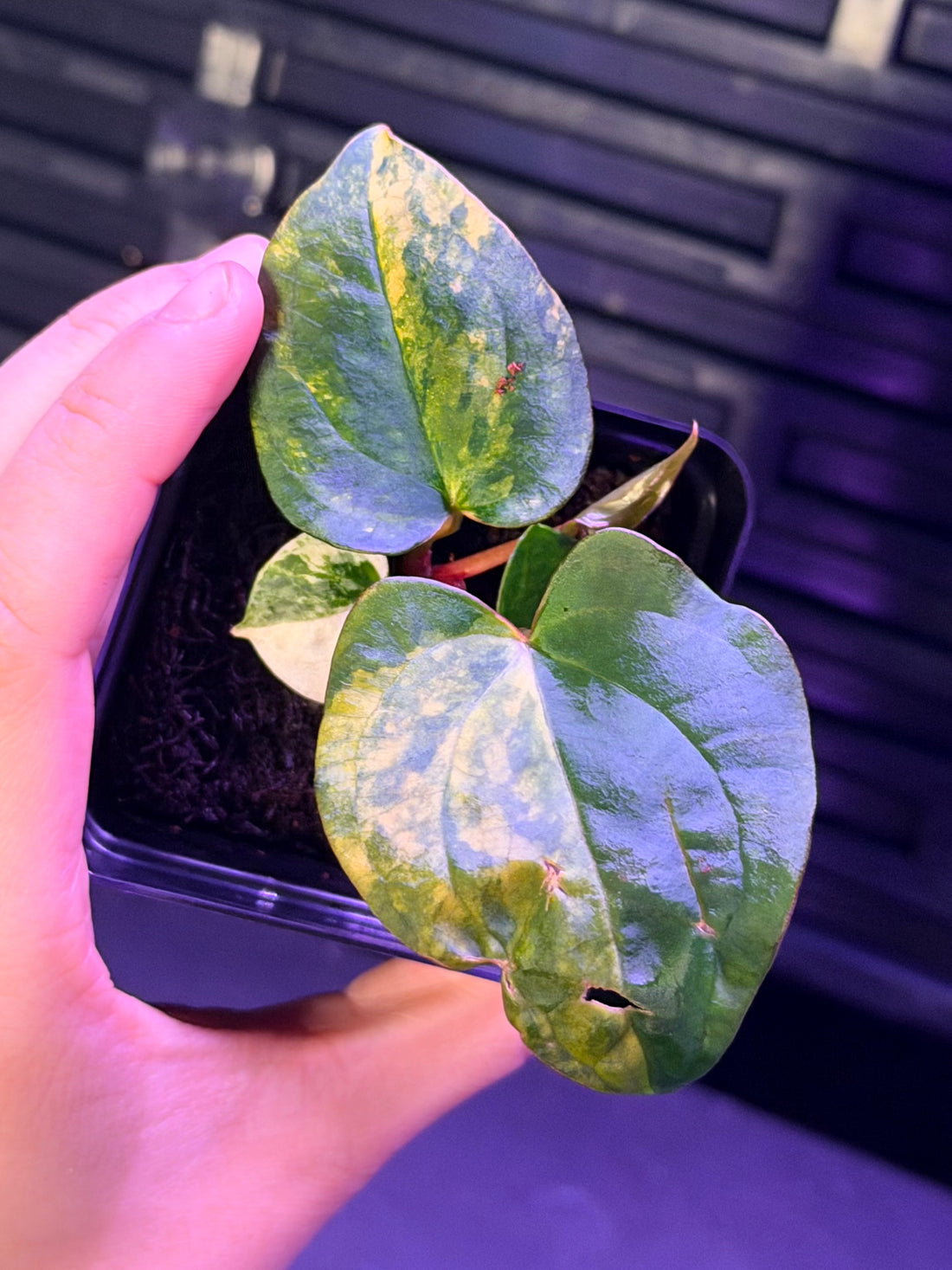 Anthurium Var Papx x Dorito 