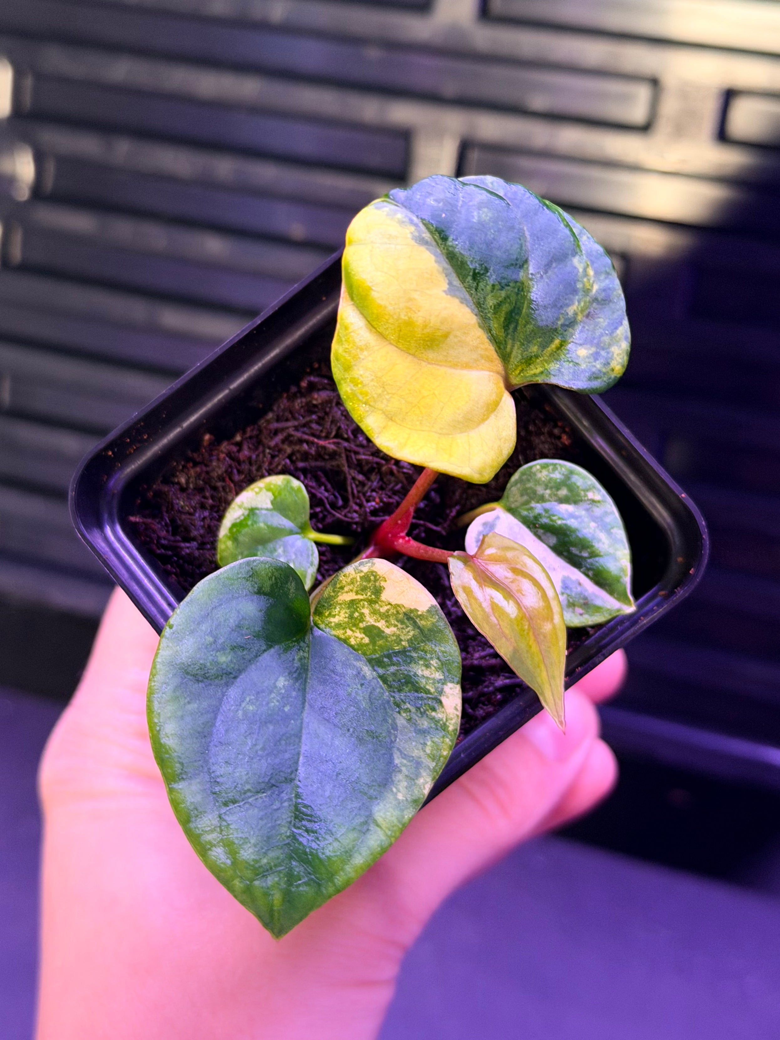 Anthurium Var Papx x Dorito 