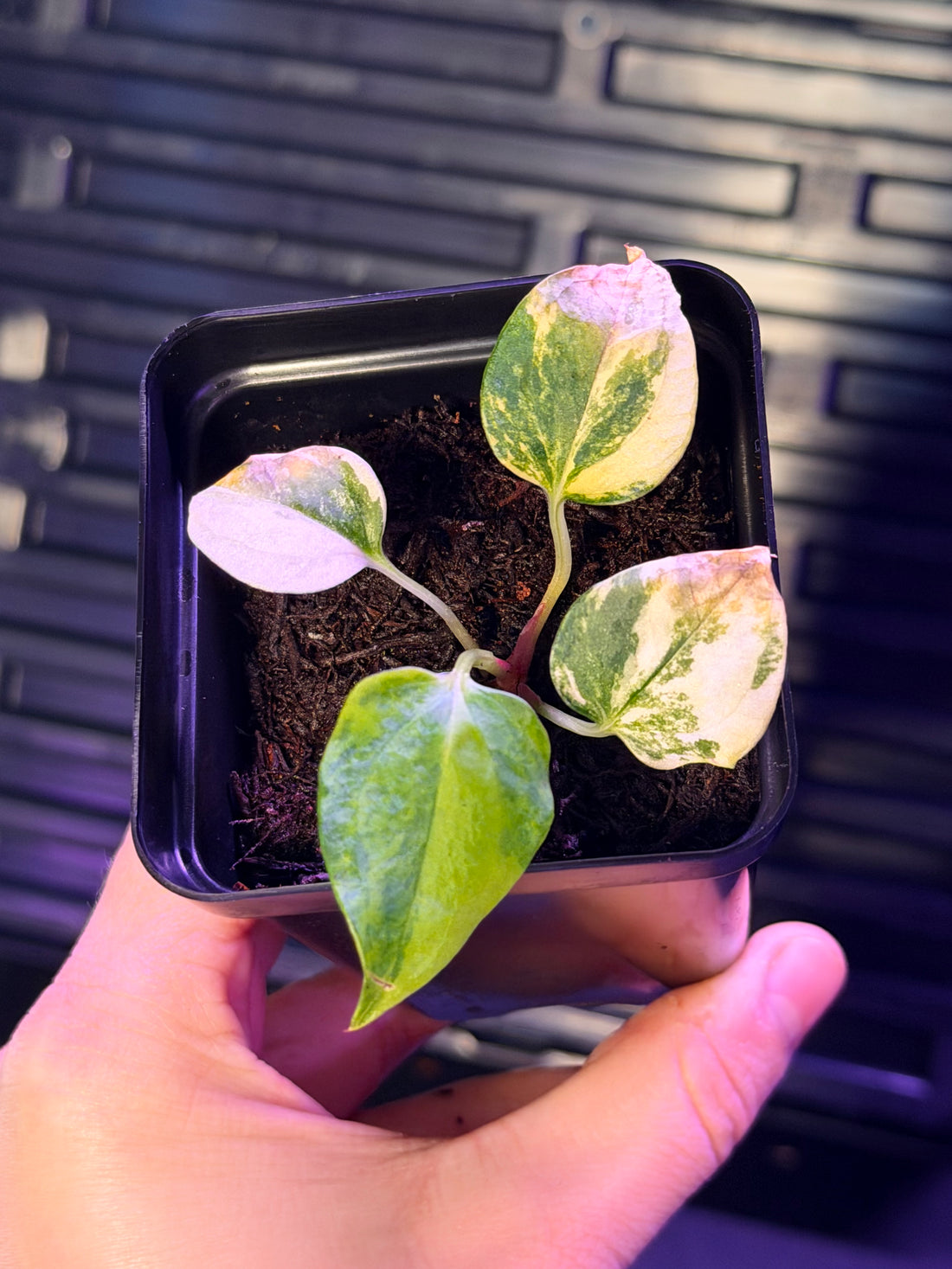 Anthurium Var Papx x Dorito port x Dorito port--Exact seedling "A"