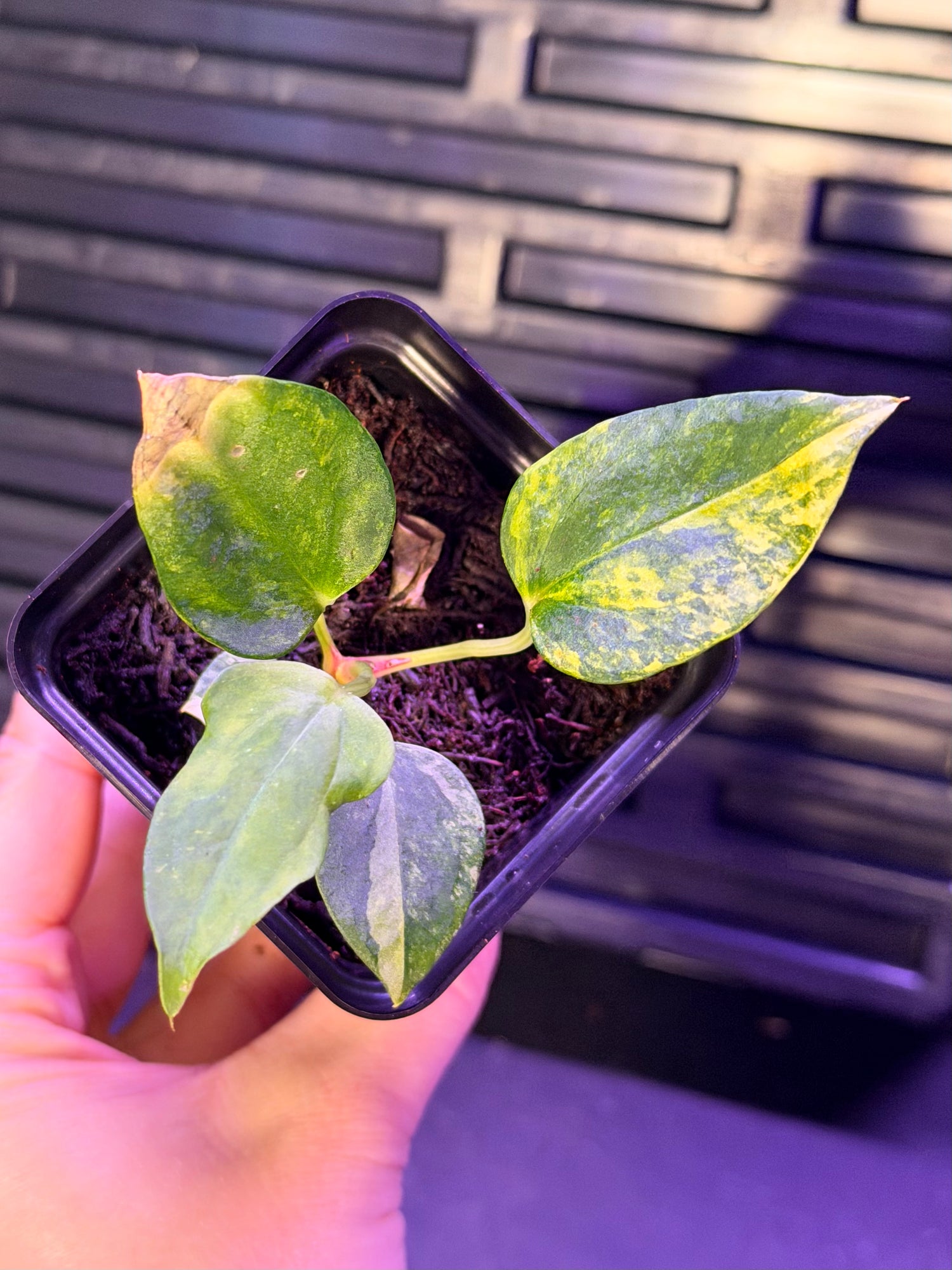 Anthurium Var Papx x Dorito port x Dorito port--Exact seedling "B"