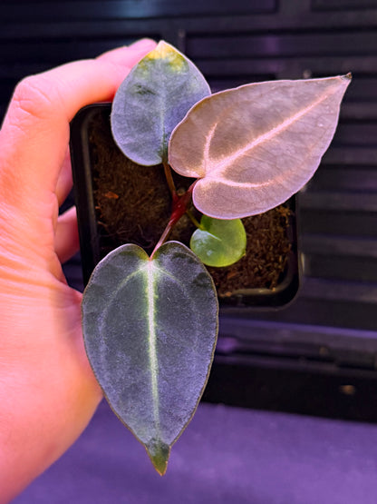 Anthurium Carlablackiae (Round x GPH001 Ab