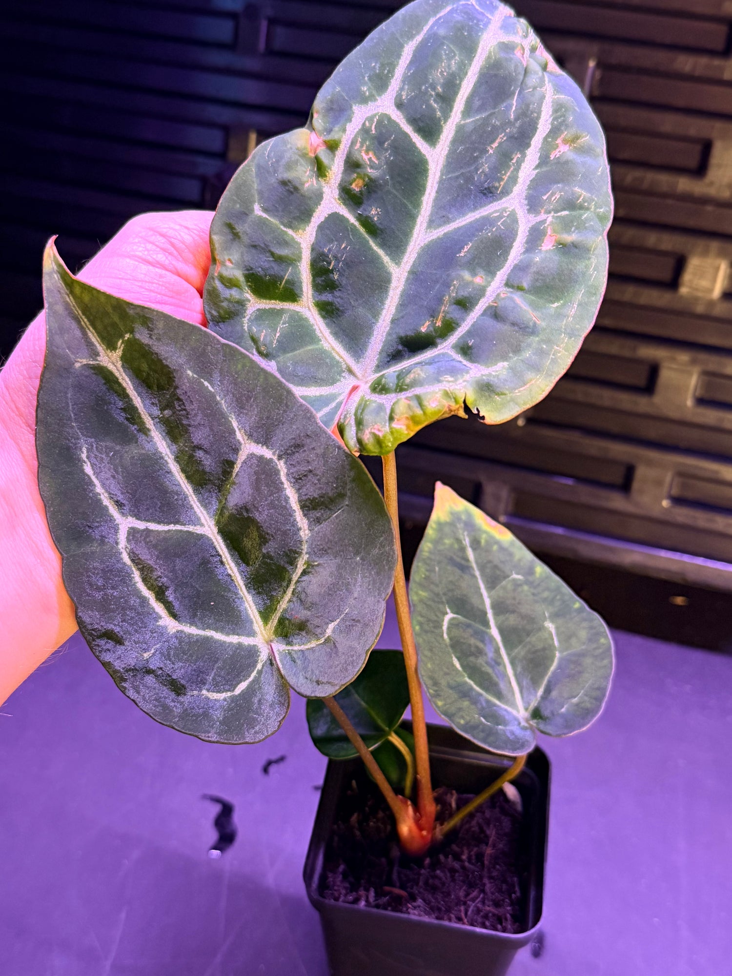 Anthurium (Black Widow x Michelle) x Chocolate Crystallinum 