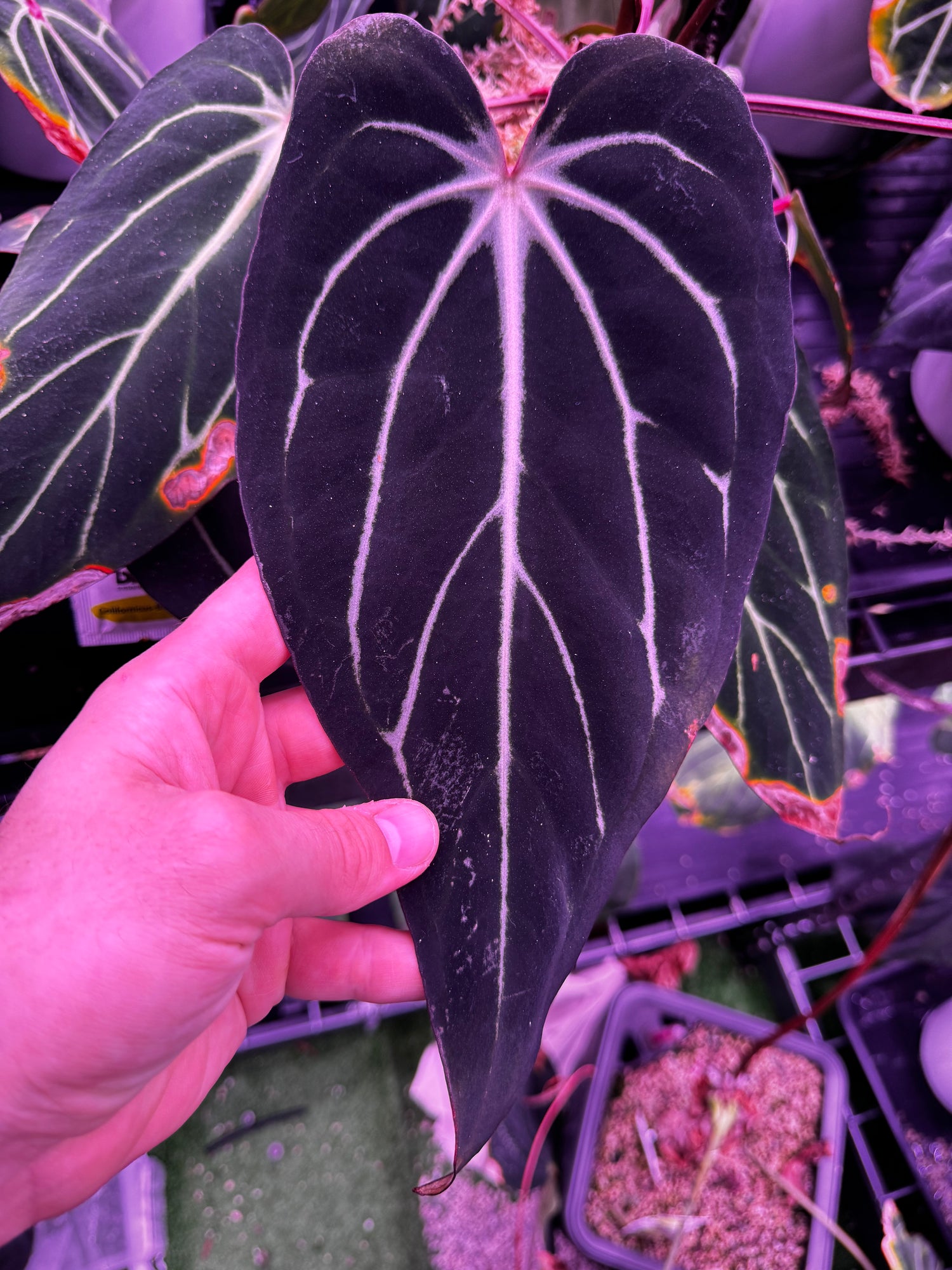 Anthurium Carlablackiae (Round x GPH001 Ab