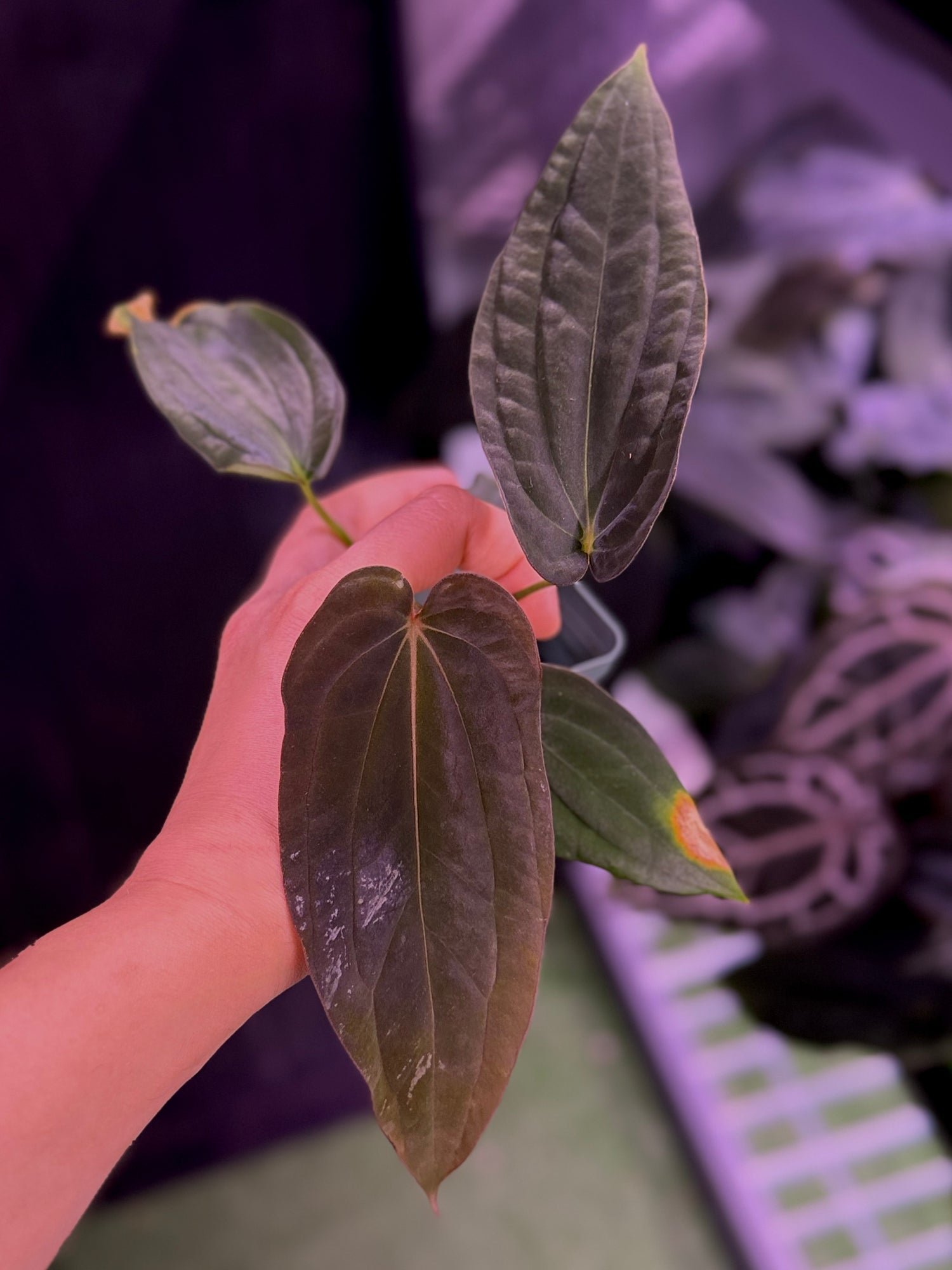 Anthurium Antolakii BVEP RA1 x Self--Exact seedling (A)