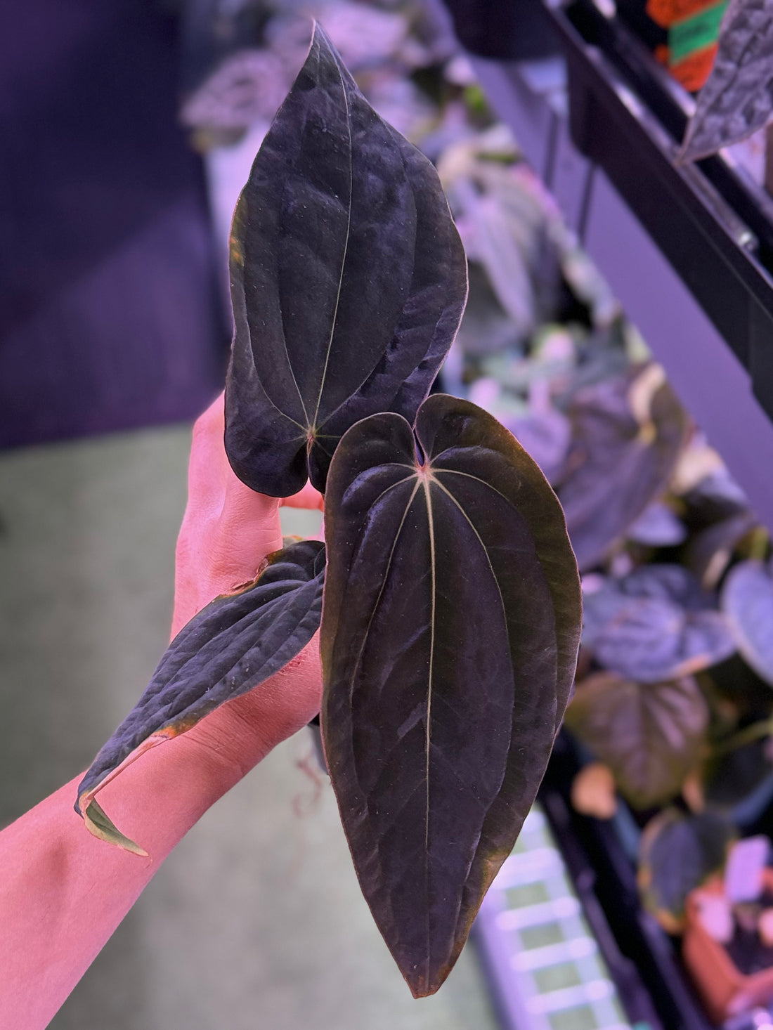 y*i様 Anthurium BVEP 脇芽 Anthurium antolakii (BVEP) y*i様 Anthurium BVEP 脇芽 Anthurium antolakii (BVEP)