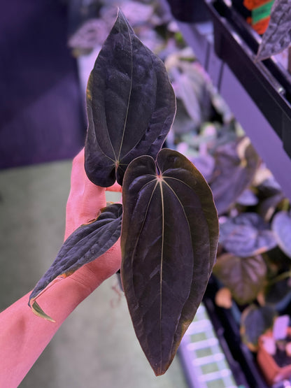 Anthurium Antolakii BVEP RA1 x Self--Exact seedling (B)