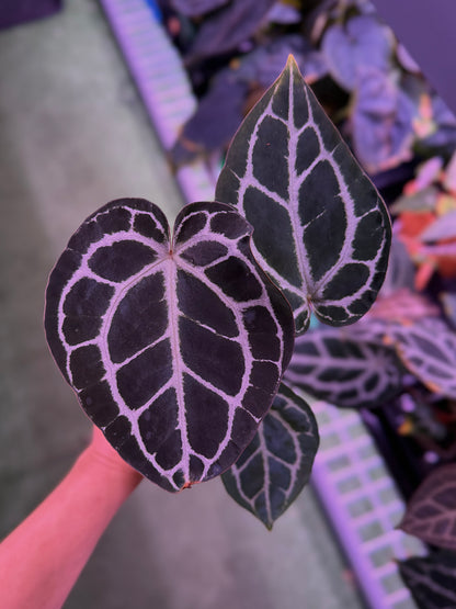 Anthurium Red Crystallinum Premium x Heinz--Exact seedling (A)