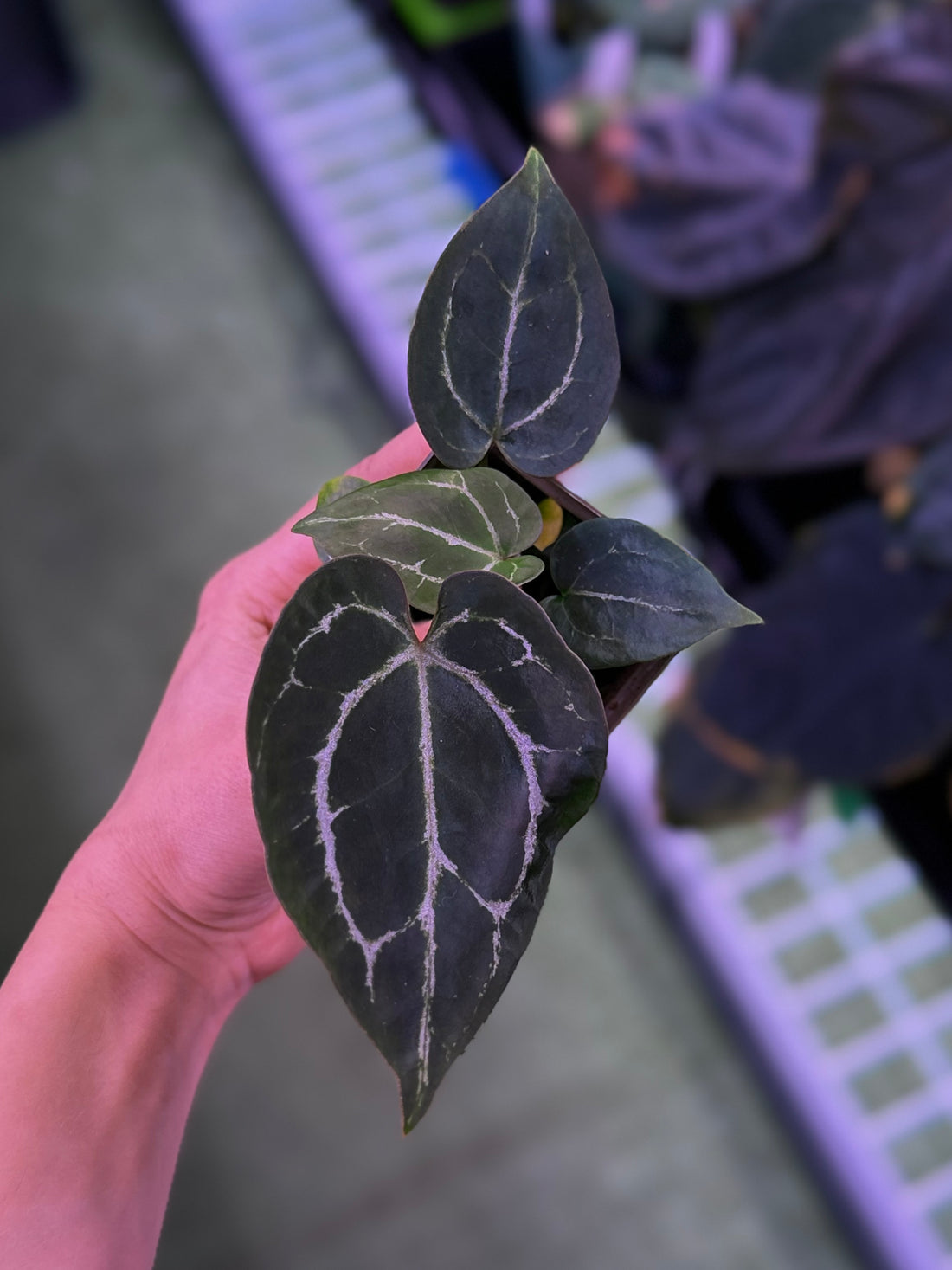 Anthurium Crystallinum Chocolate x Heinz--Exact seedling (B)
