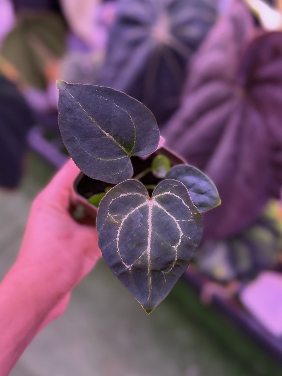 Anthurium Crystallinum Chocolate x Heinz--Exact seedling (A)