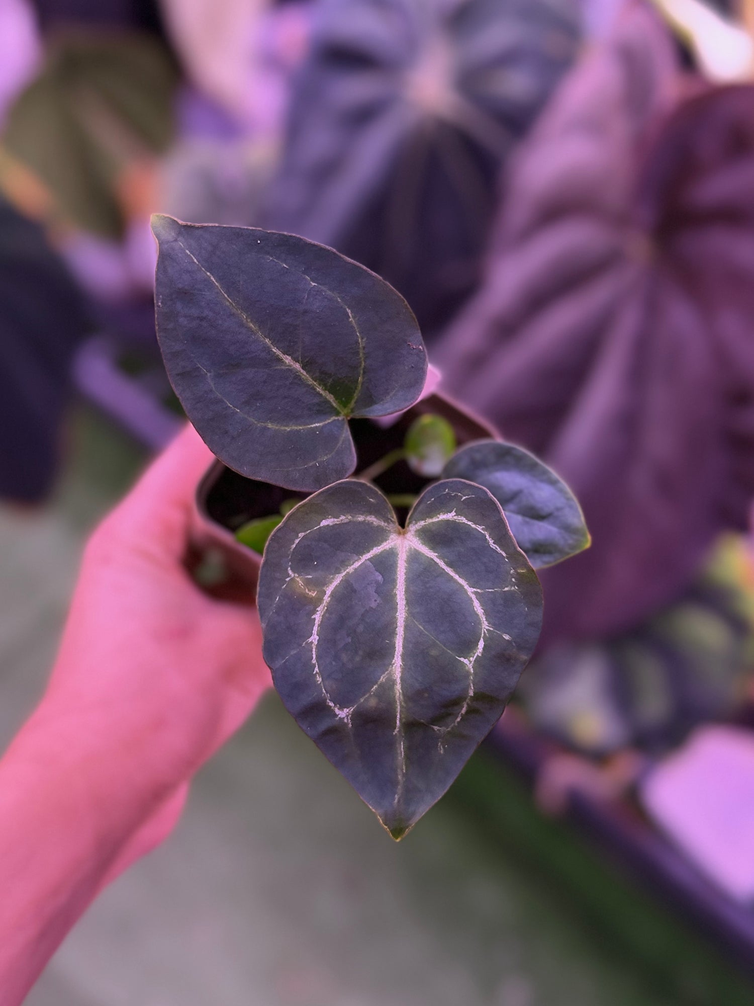 Anthurium Crystallinum Chocolate x Heinz--Exact seedling (A)