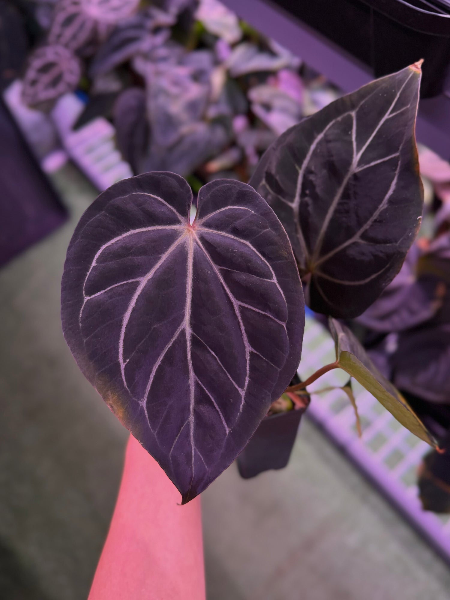 Anthurium Carla Round x King of Spades 