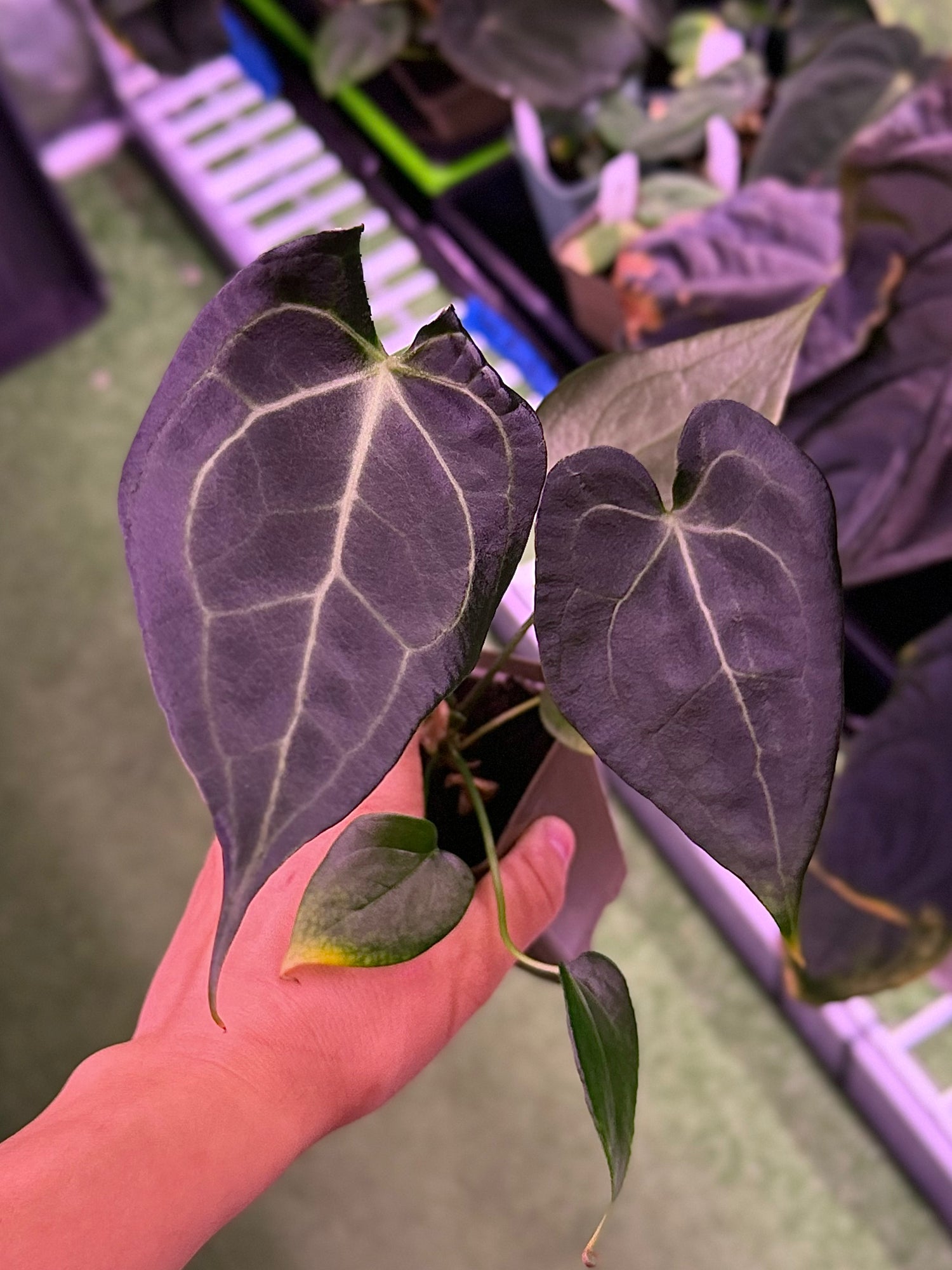 Anthurium Delta Force x King of Clarinervium--Exact seedling