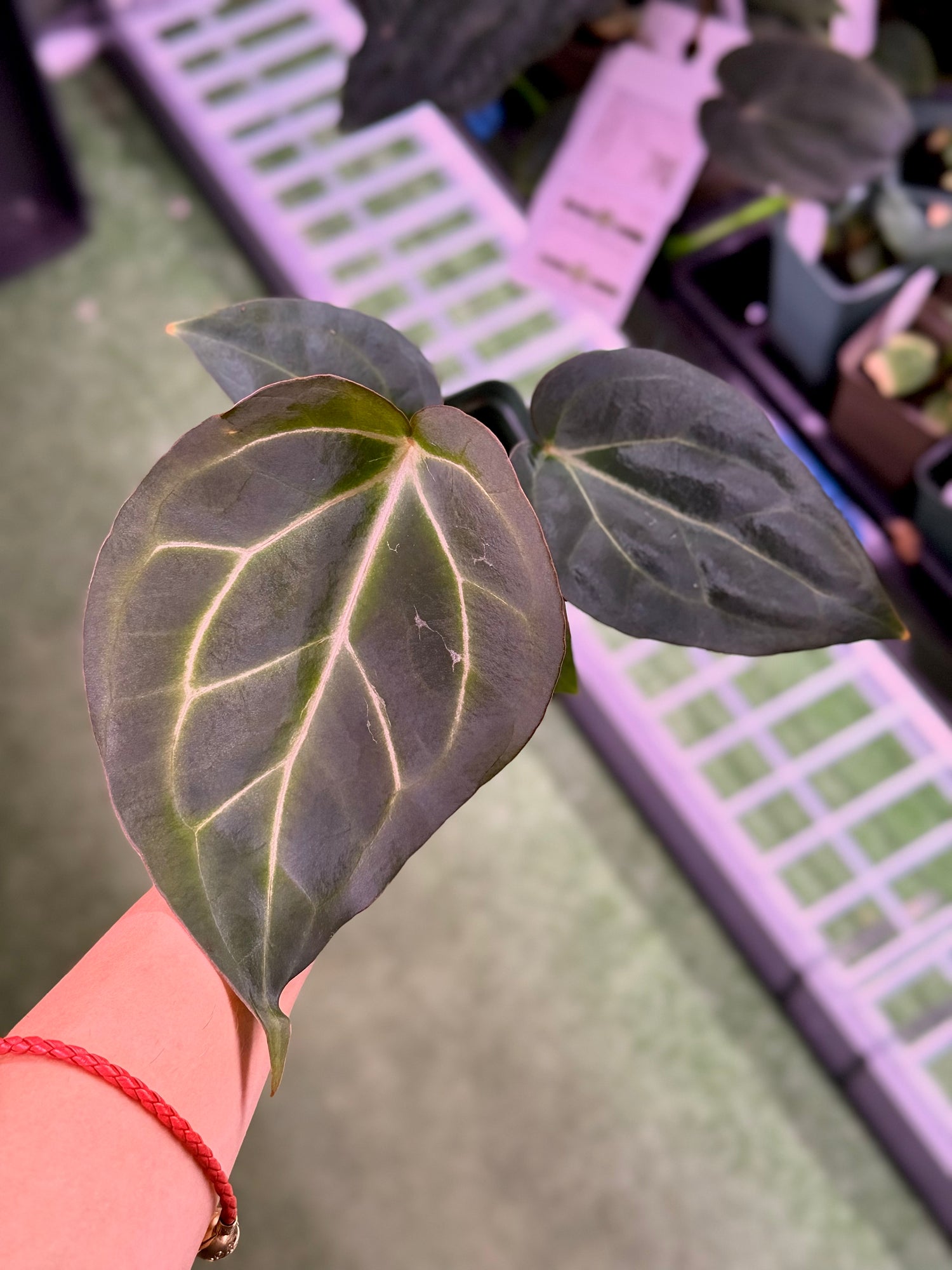 Blister Anthurium Carla Round x King of Spades 