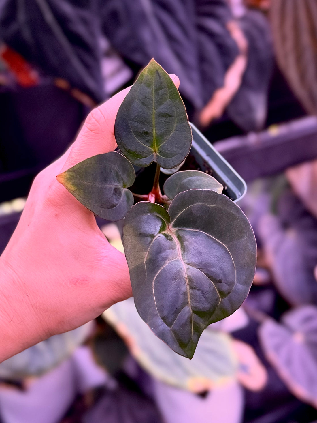 Anthurium Carla Round x King of Spades 