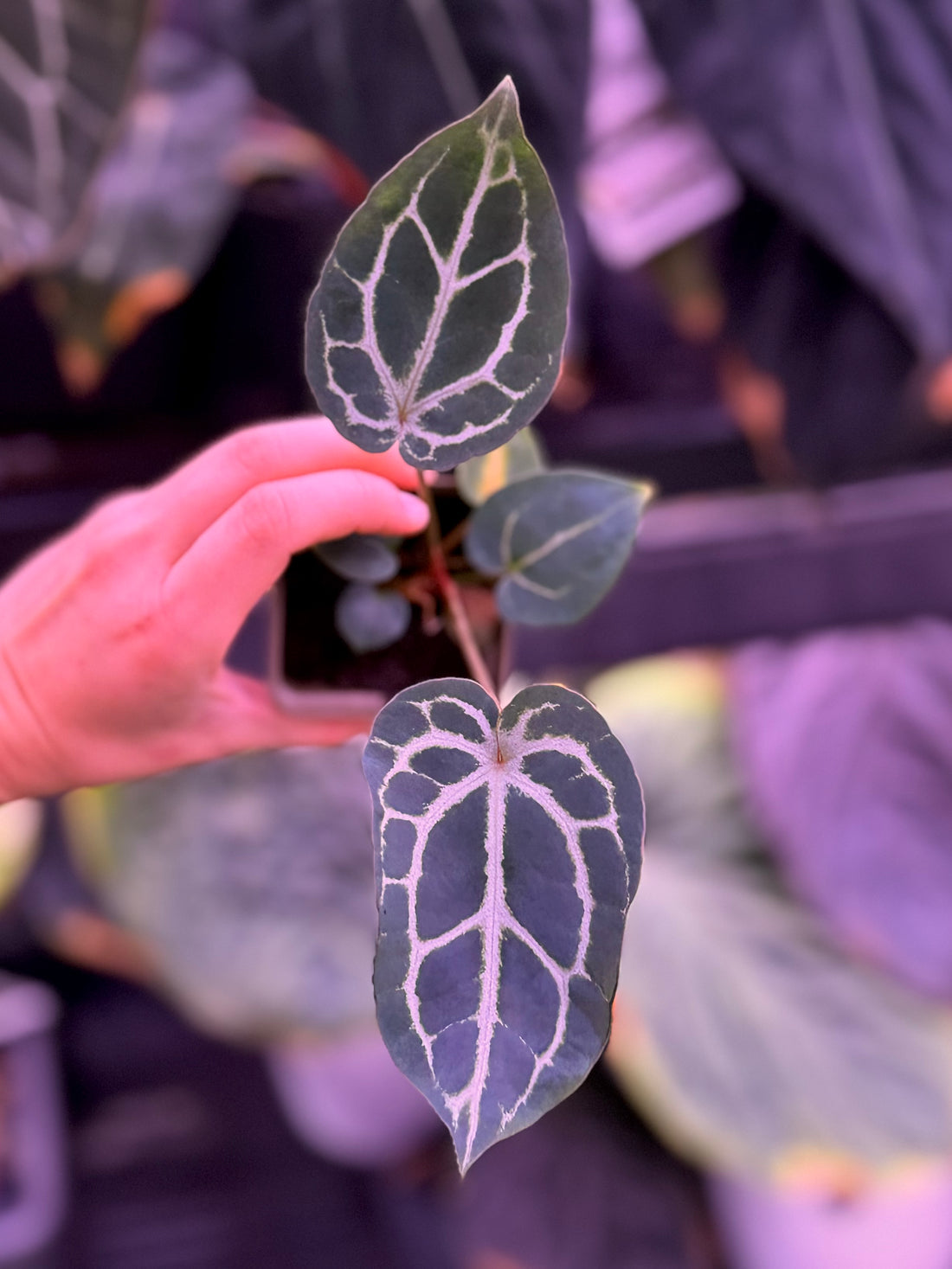 Anthurium Crystallinum Premium x Crystallinum Chocolate 