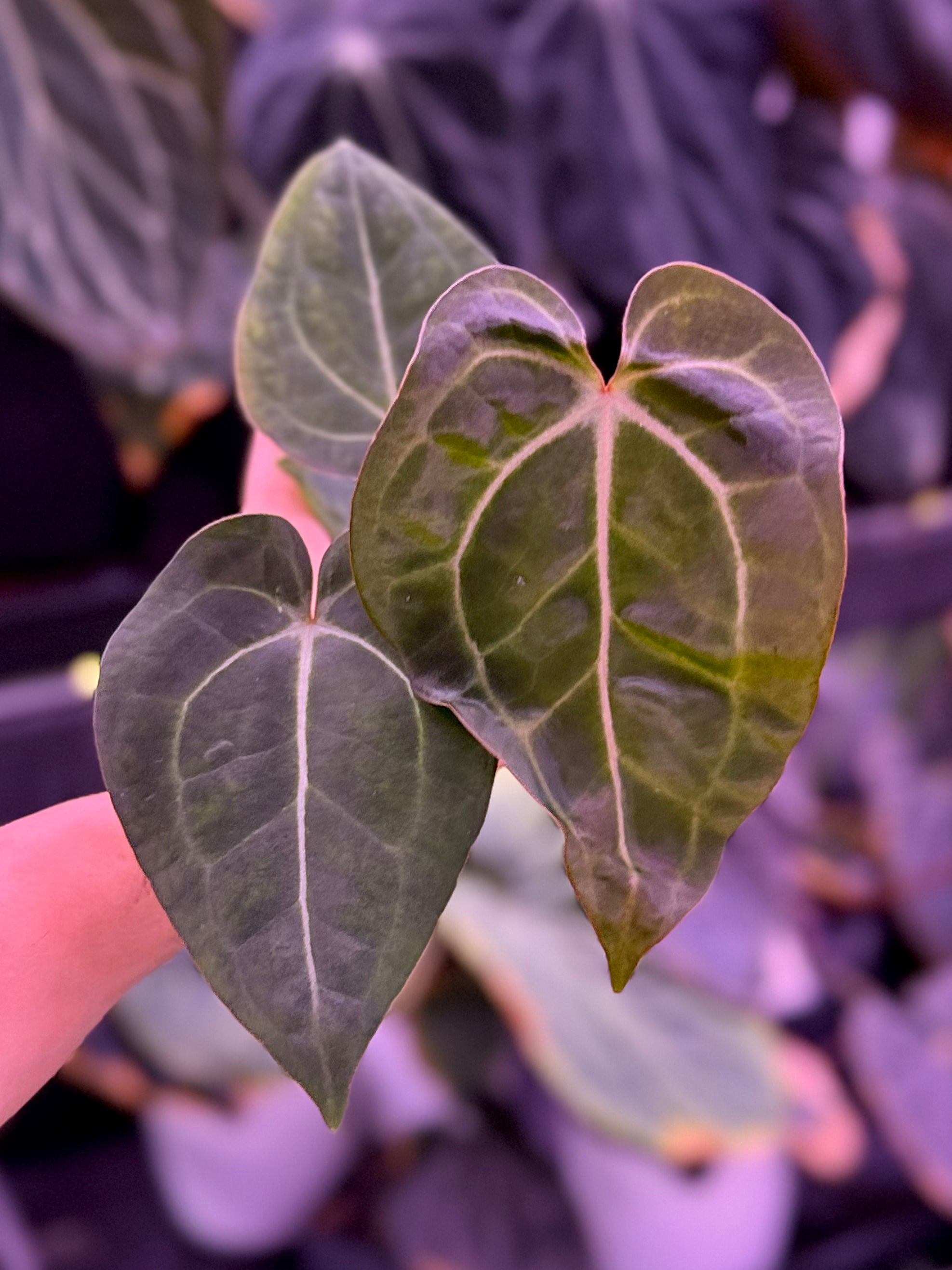 Anthurium Stripey x King of Clarinervium--Exact Seedling