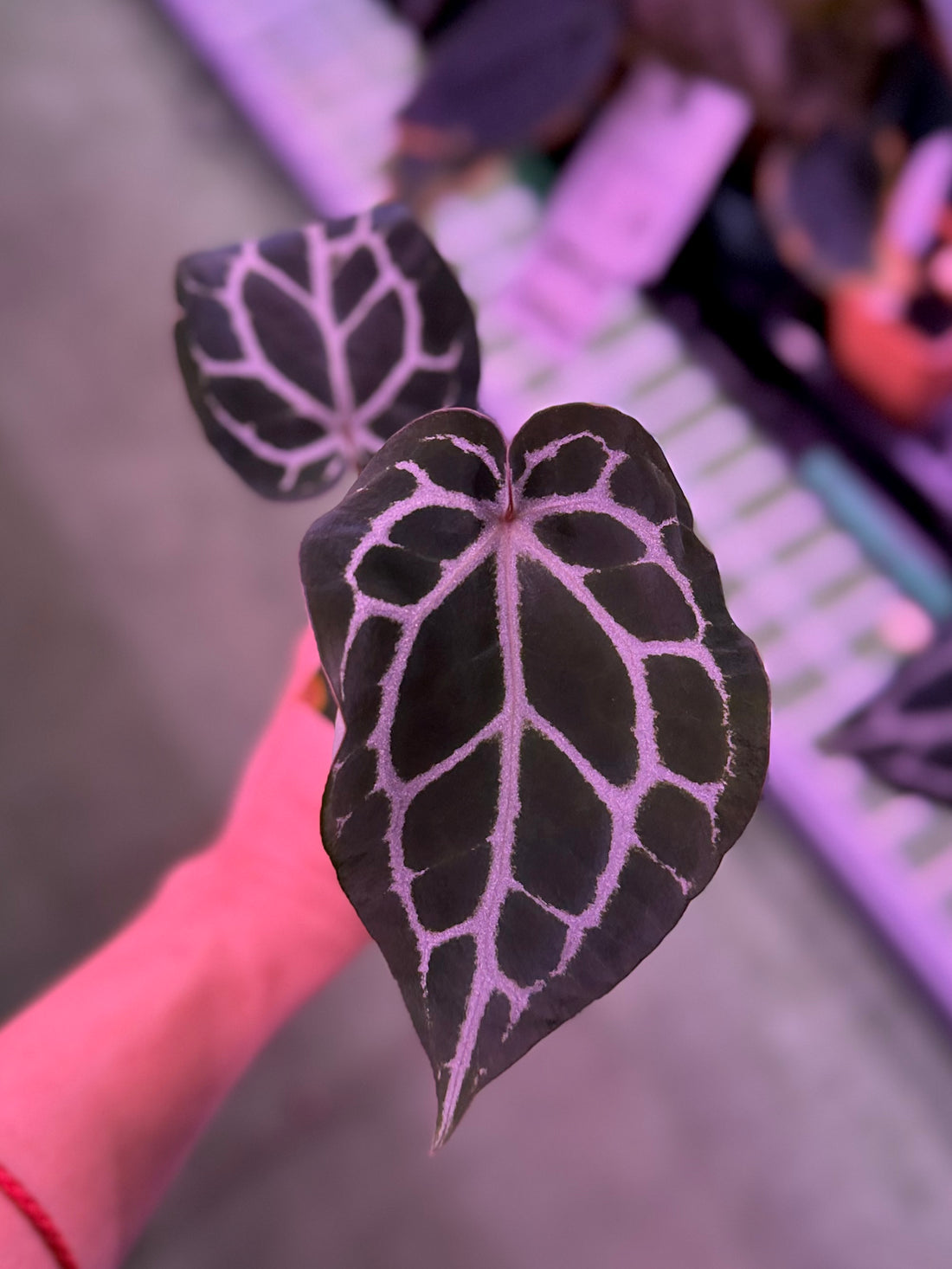 Anthurium Crystallinum Premium x Crystallinum Chocolate 
