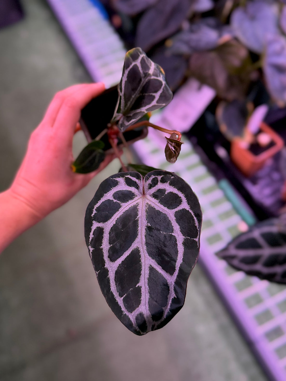 Anthurium Crystallinum Premium x Crystallinum Chocolate 