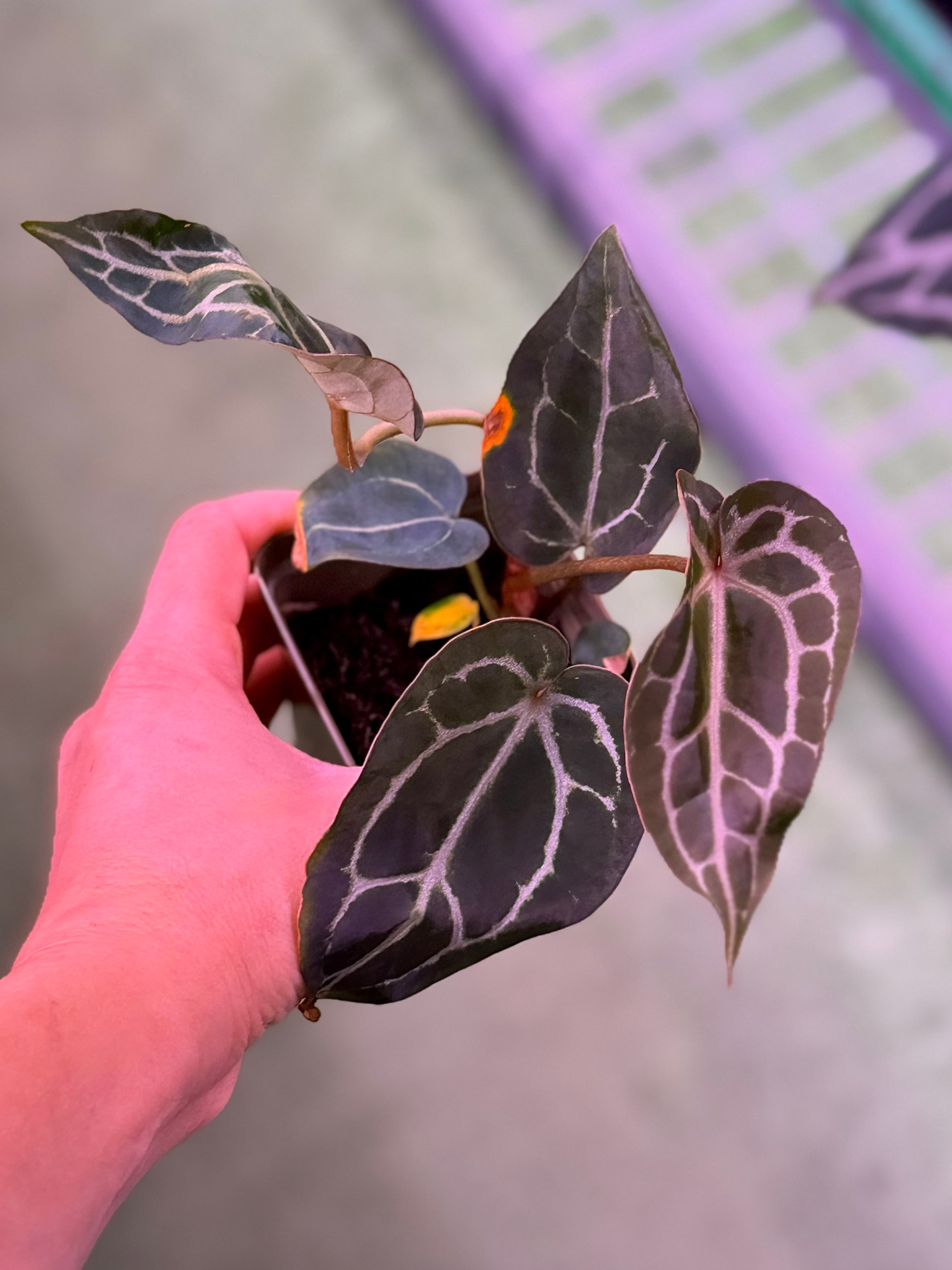 Anthurium Crystallinum Premium x Crystallinum Chocolate 