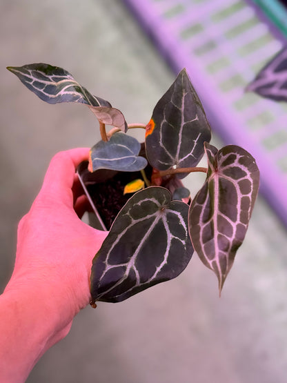 Anthurium Crystallinum Premium x Crystallinum Chocolate 