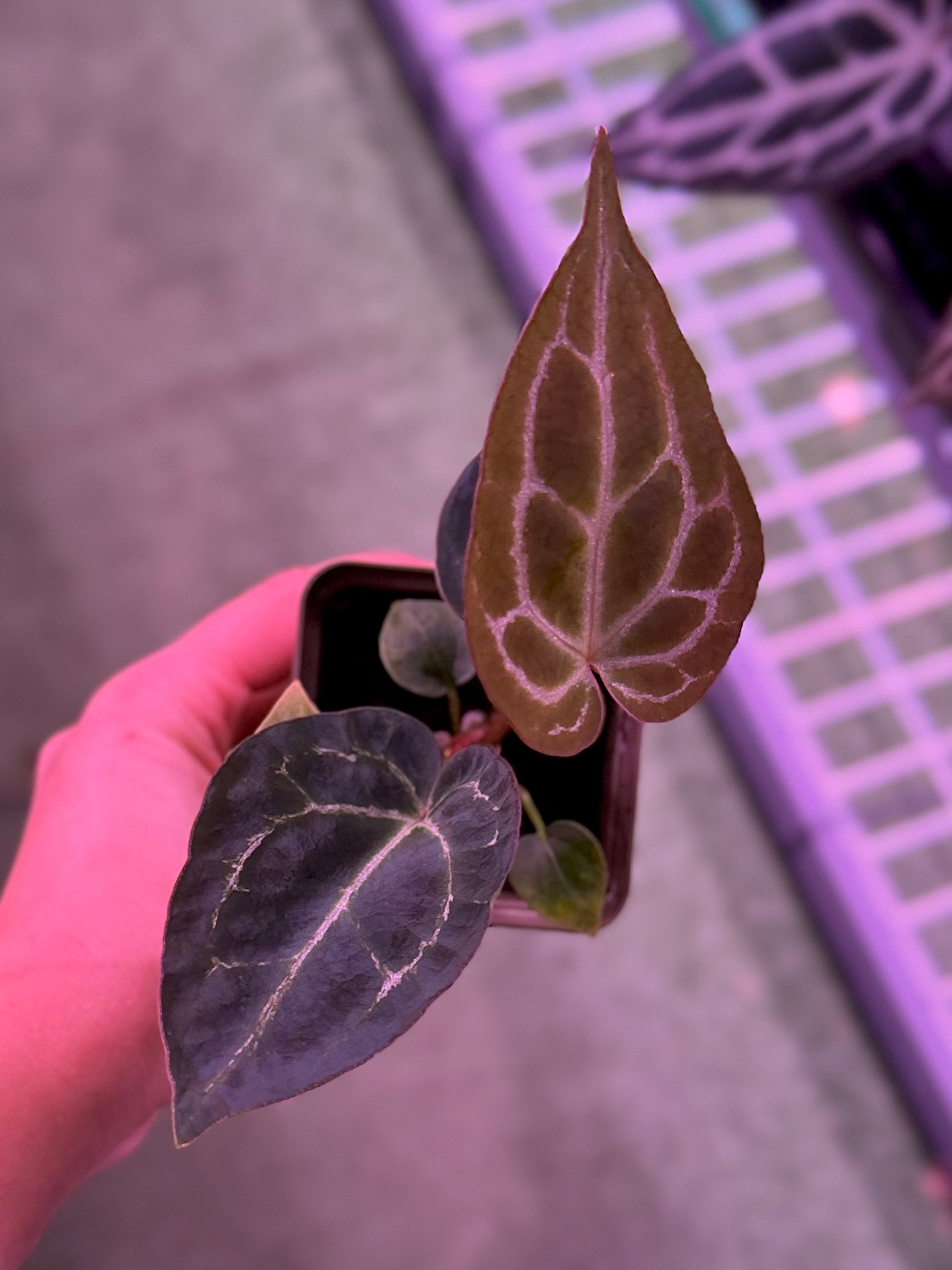 Anthurium Crystallinum Chocolate 