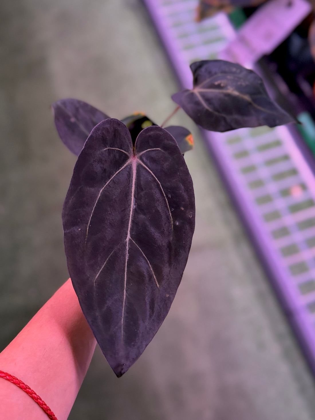 Anthurium Carla Round x GPH001 x Dorito Port--Exact Seedling (A)
