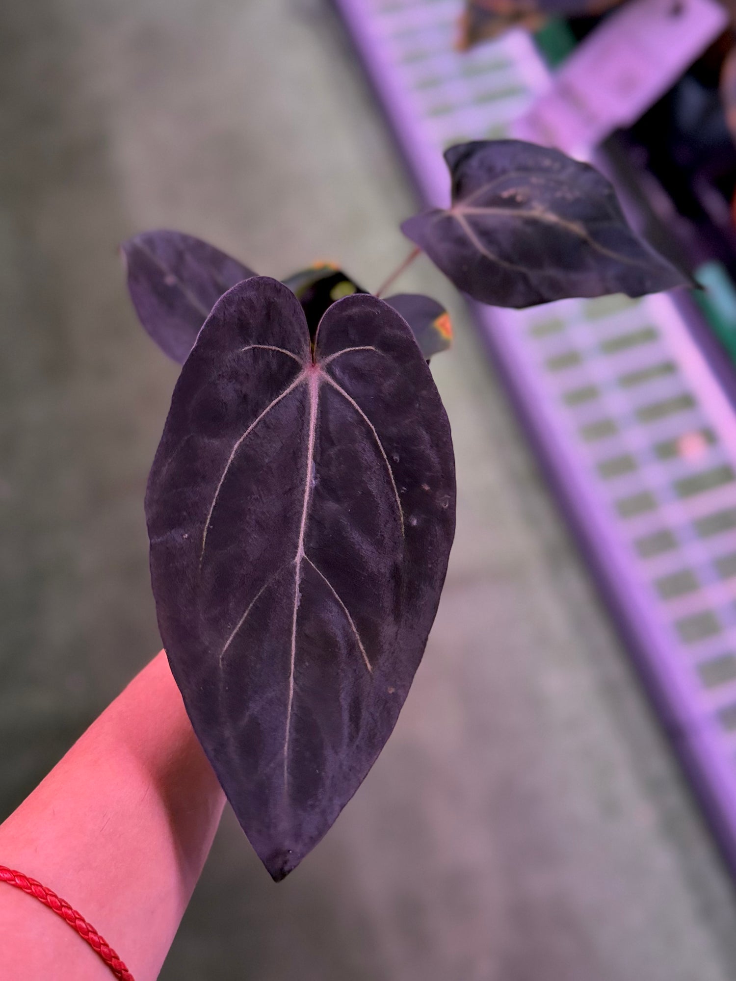 Anthurium Carla Round x GPH001 x Dorito Port--Exact Seedling (A)