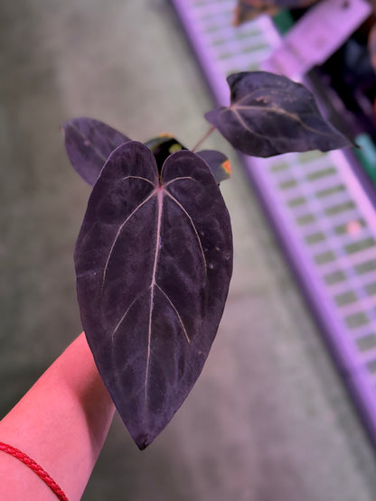 Anthurium Carla Round x GPH001 x Dorito Port--Exact Seedling (A)
