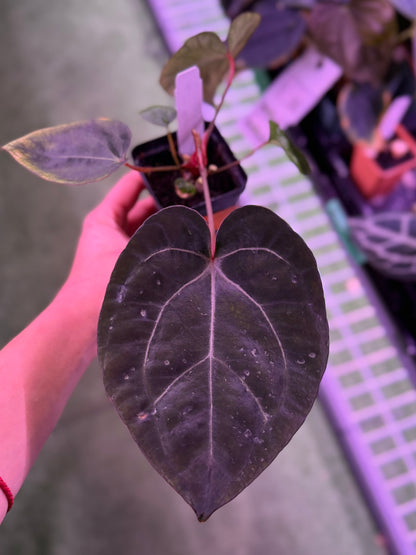 Anthurium Carla Round x GPH001 x Dorito Port--Exact Seedling (B)