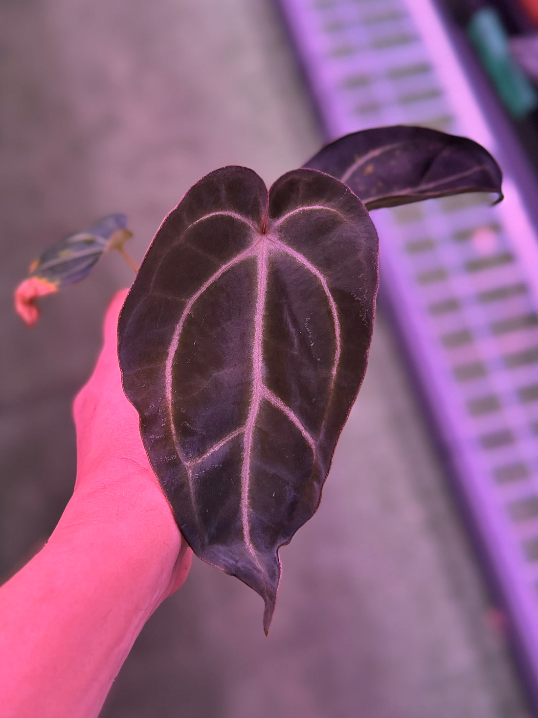 Anthurium NSE Bench Katie x NSE Bench GPH--Exact Seedling