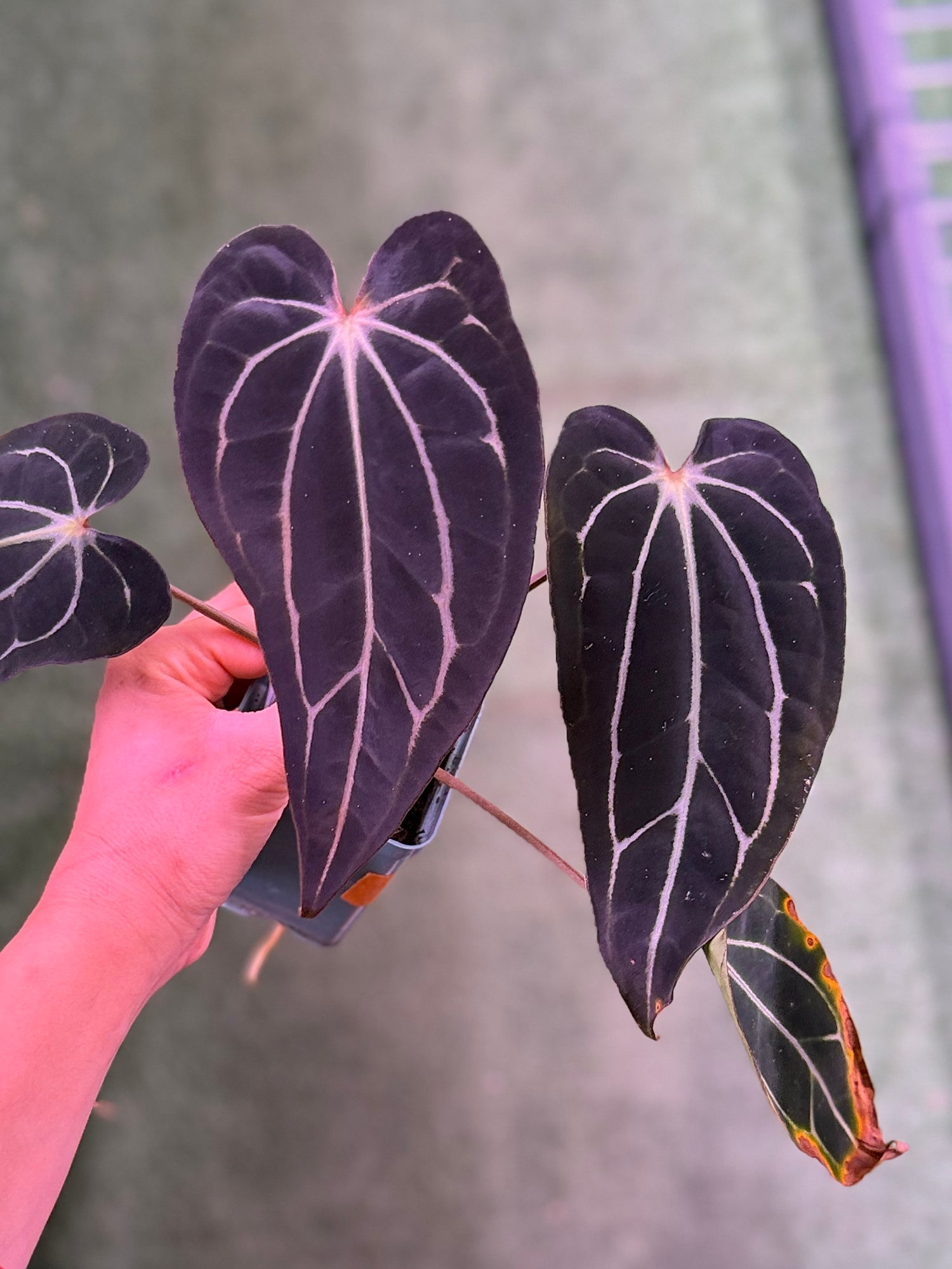 Anthurium Carla Round x GPH001 