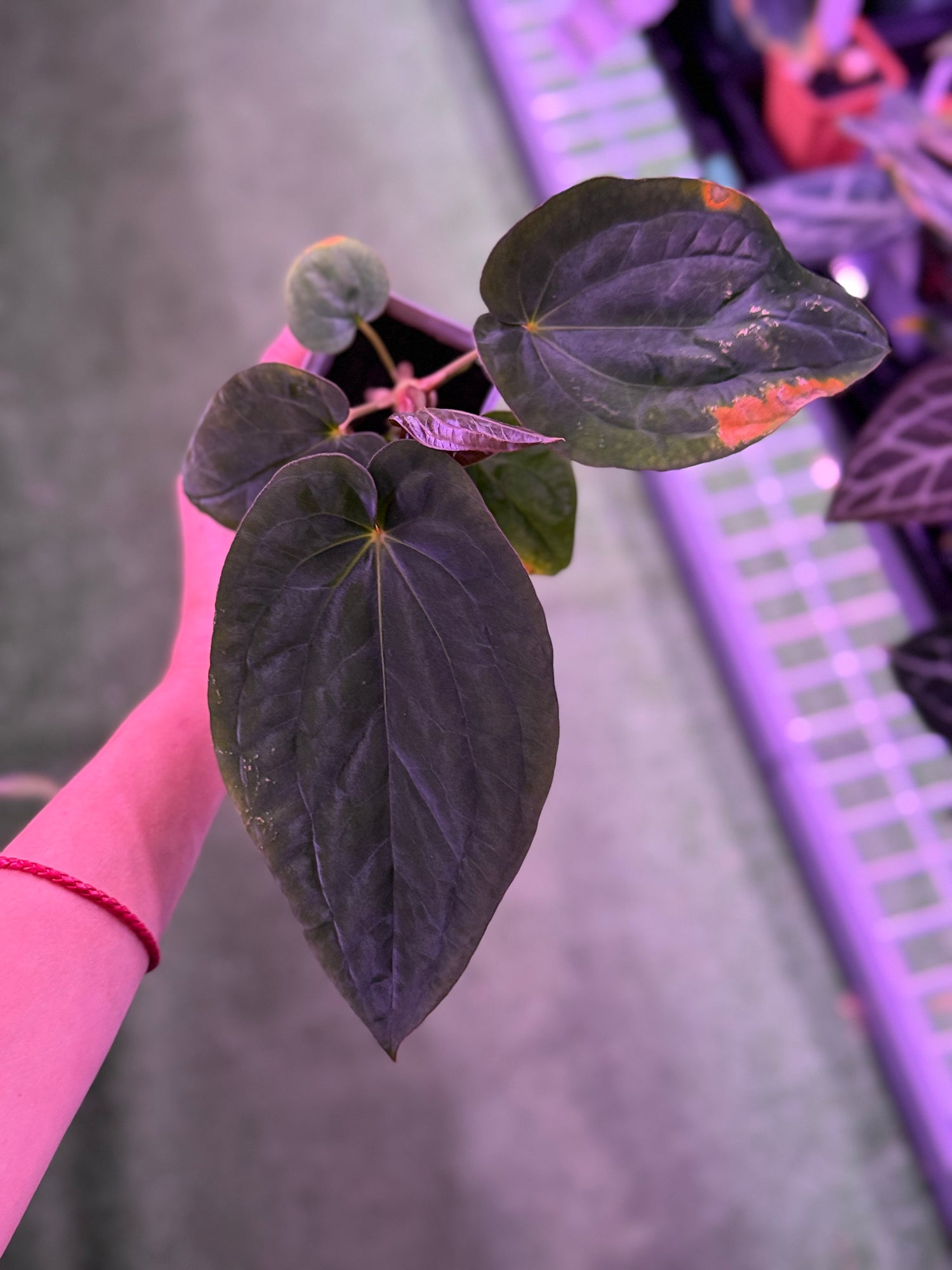 Anthurium Kuna PM5 x BVEP RA1--Exact seedling