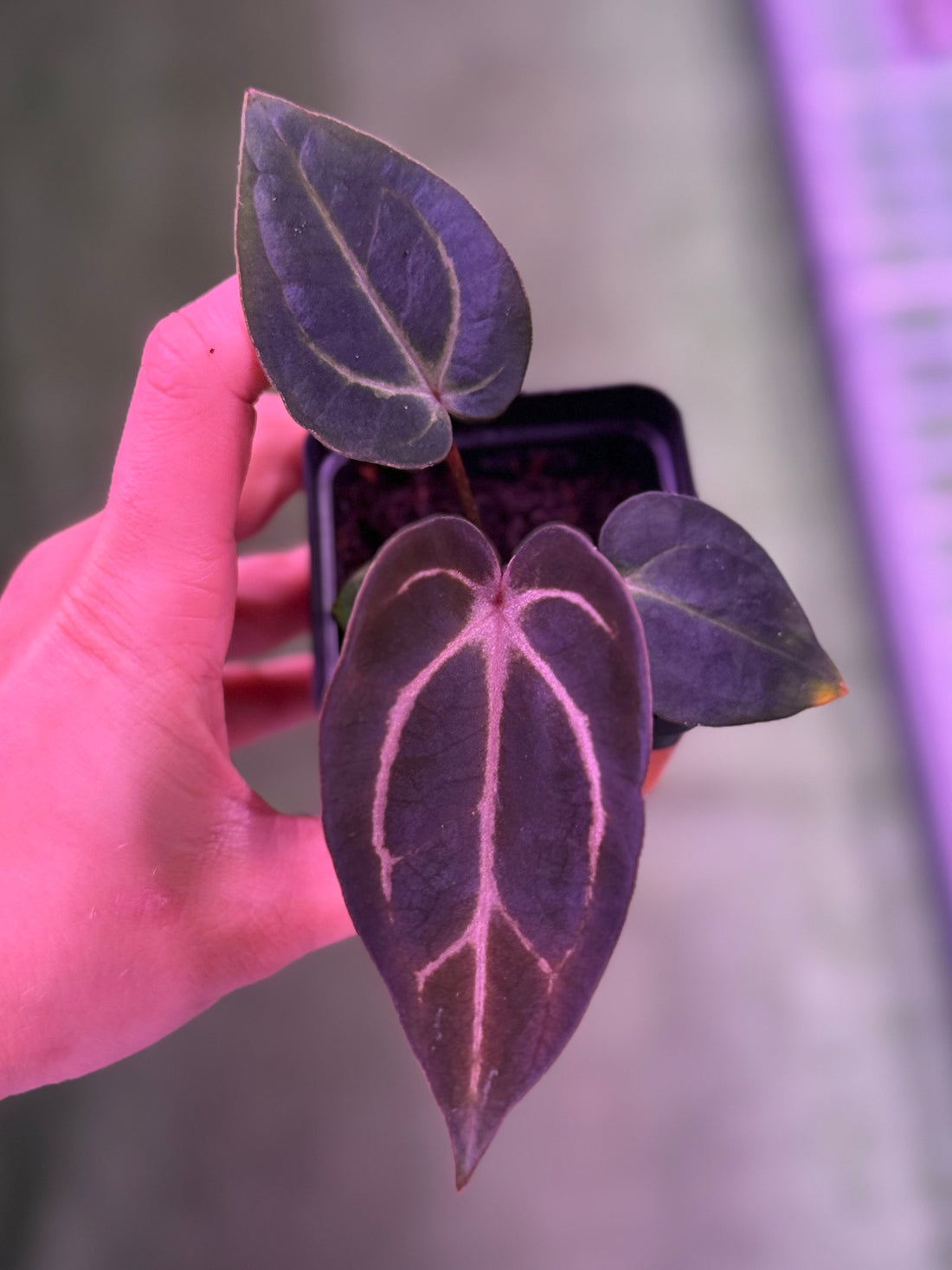 Anthurium Carlablackiae (Round x GPH001 Ab 