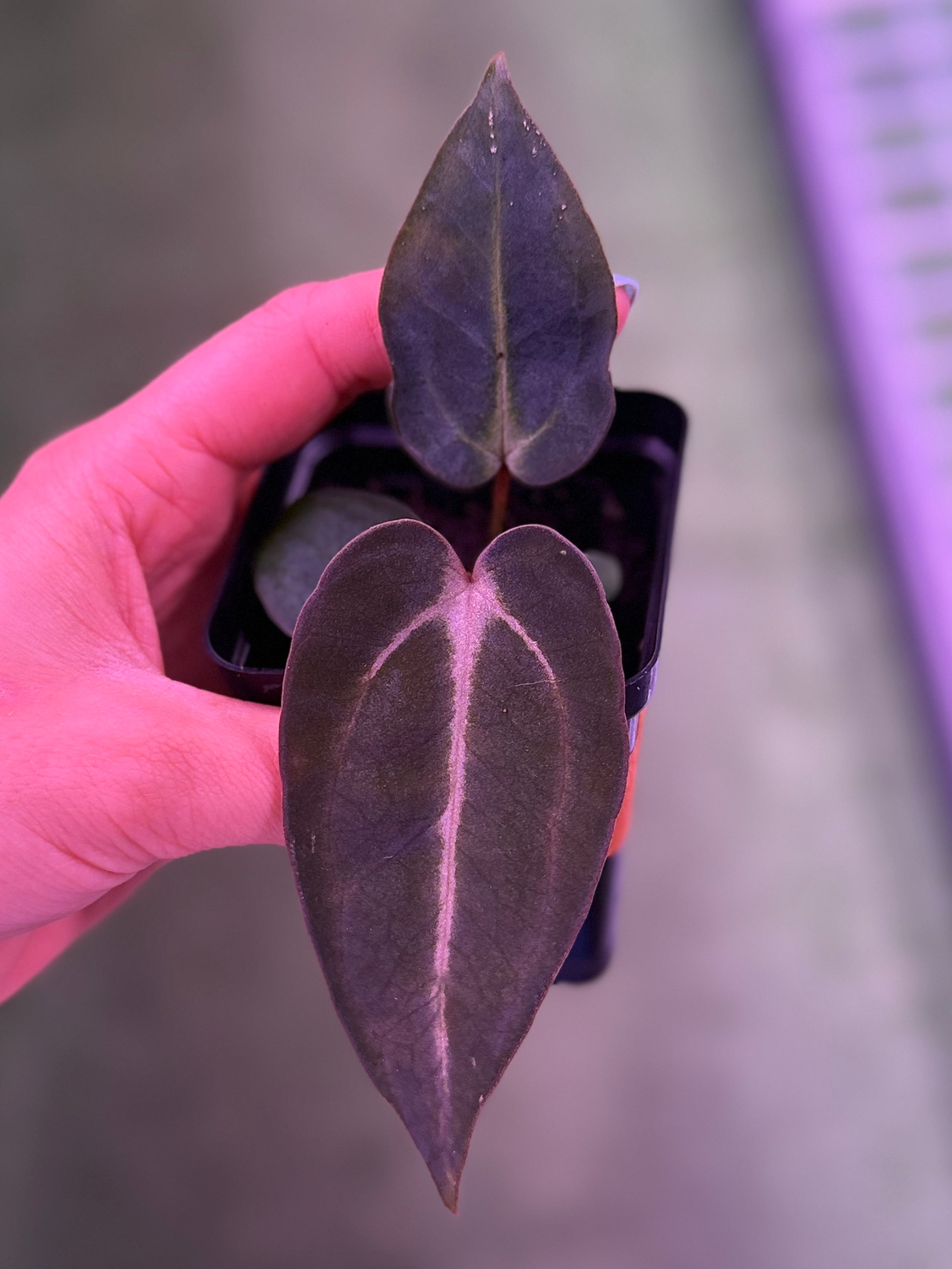 Anthurium Carlablackiae (Round x GPH001 Ab 