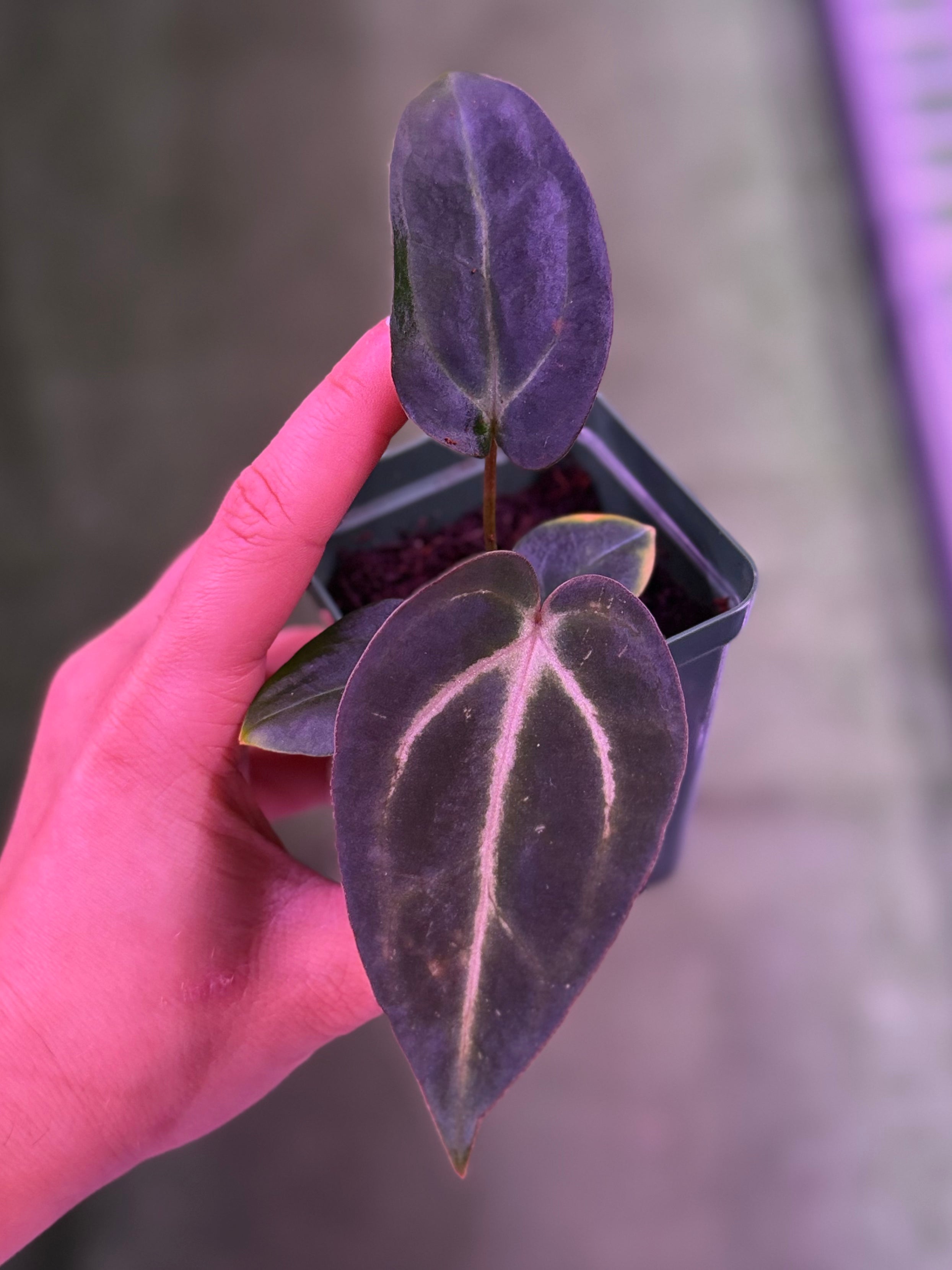 Anthurium Carla Round x GPH001 