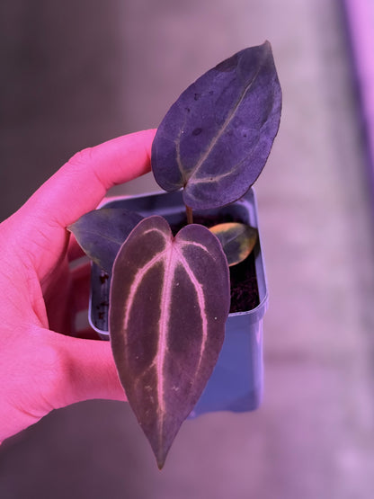 Anthurium Carla Round x GPH001 
