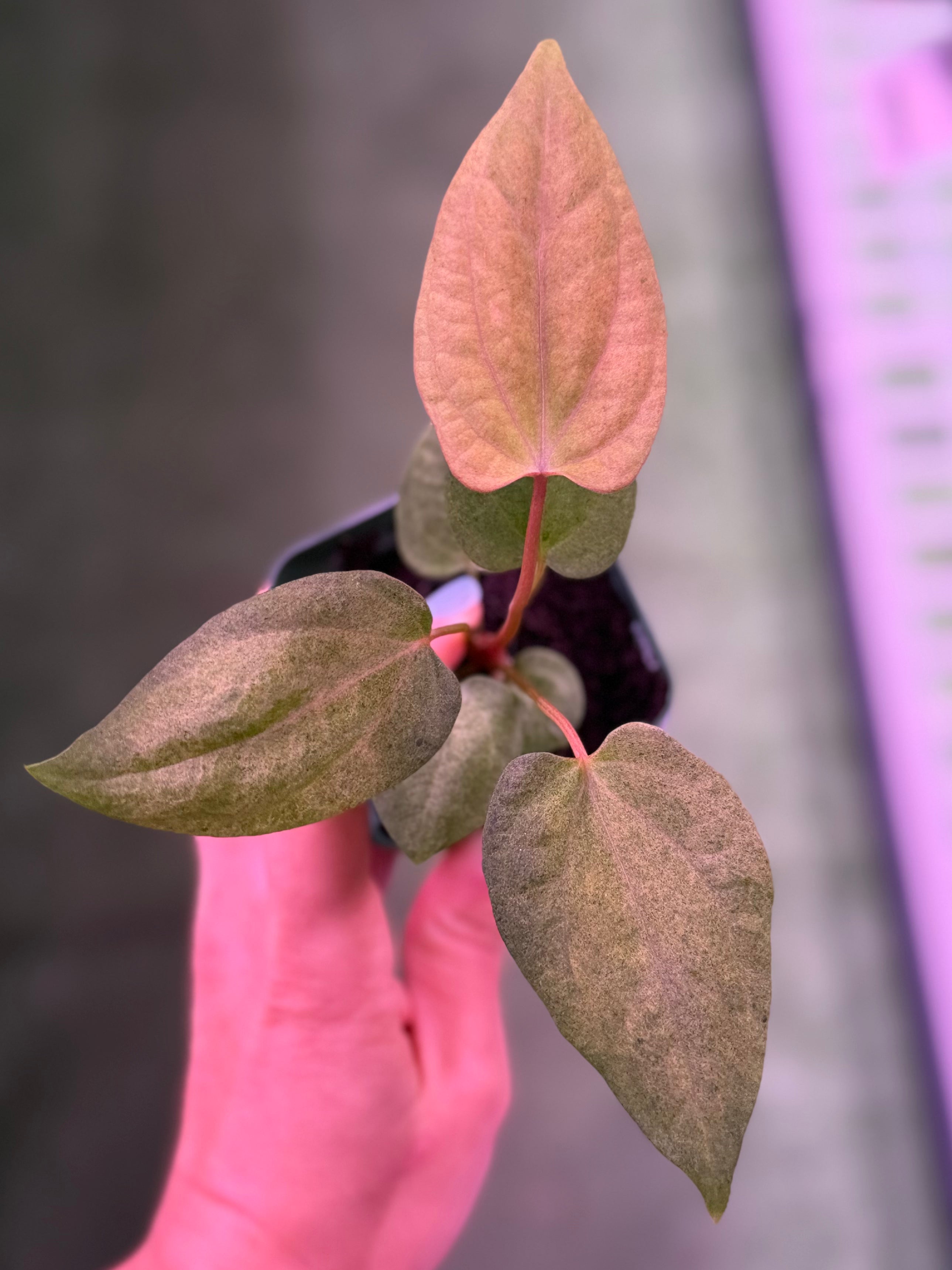 Anthurium Variegated Night Dragon x Dorito Port--Exact seedling