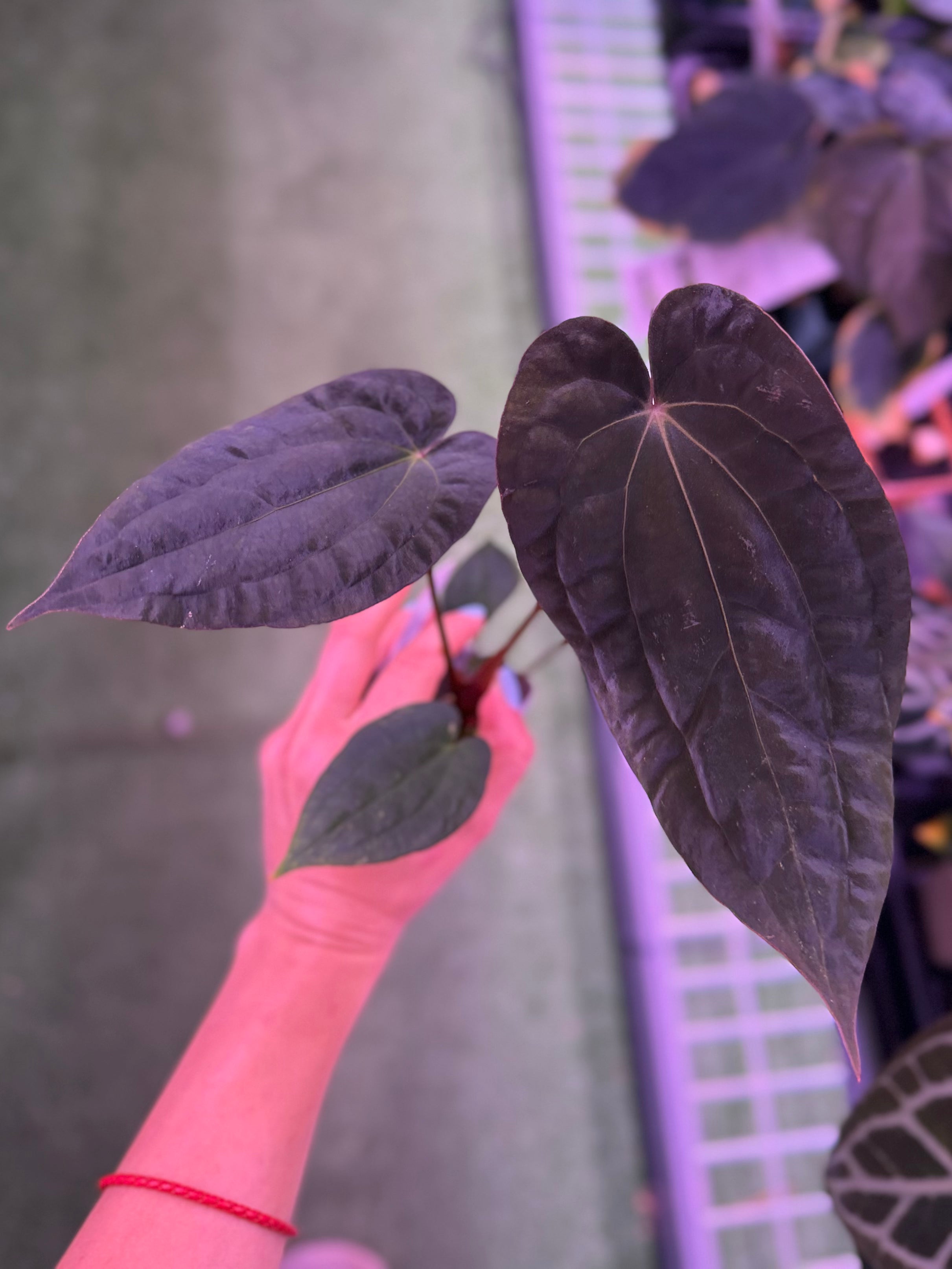 Anthurium RVDP x BVEP RA1--Exact seedling