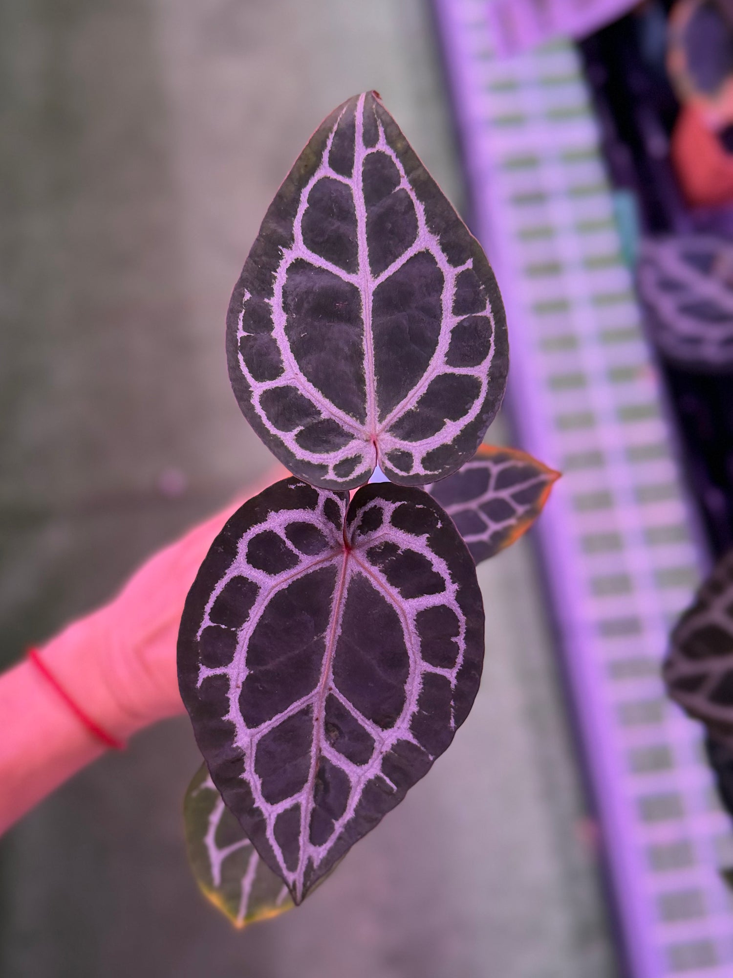 Anthurium Red Crystal premium x Red Crystal SKG--Exact seedling (A)