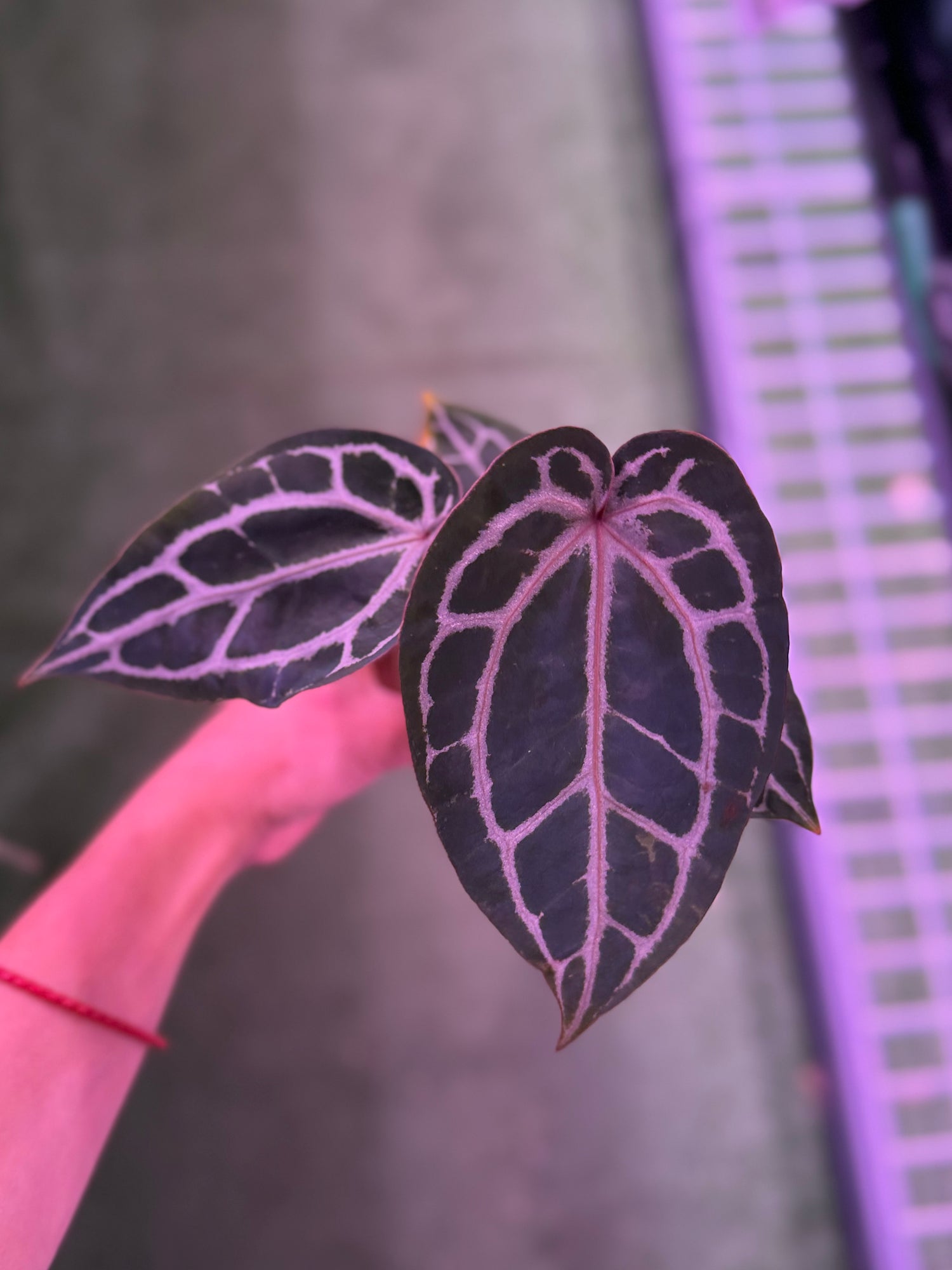 Anthurium Red Crystal premium x Red Crystal SKG--Exact seedling (B)