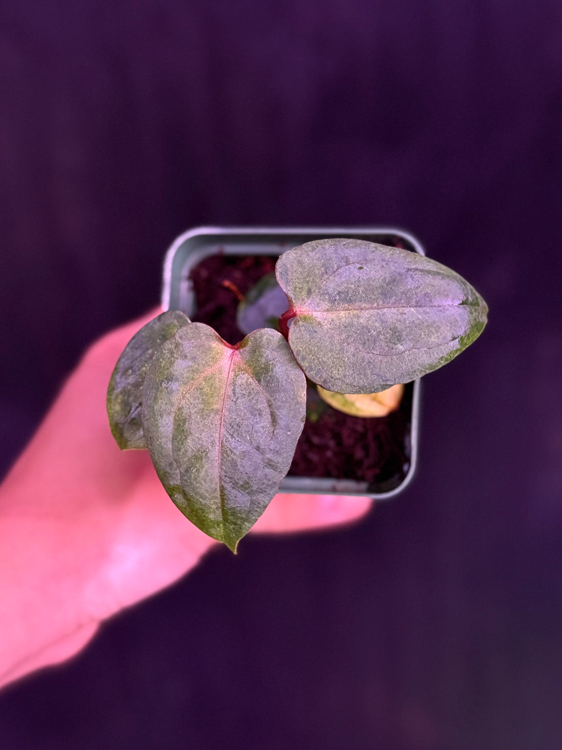 Anthurium Variegated Night Dragon x Self--Exact Seedling