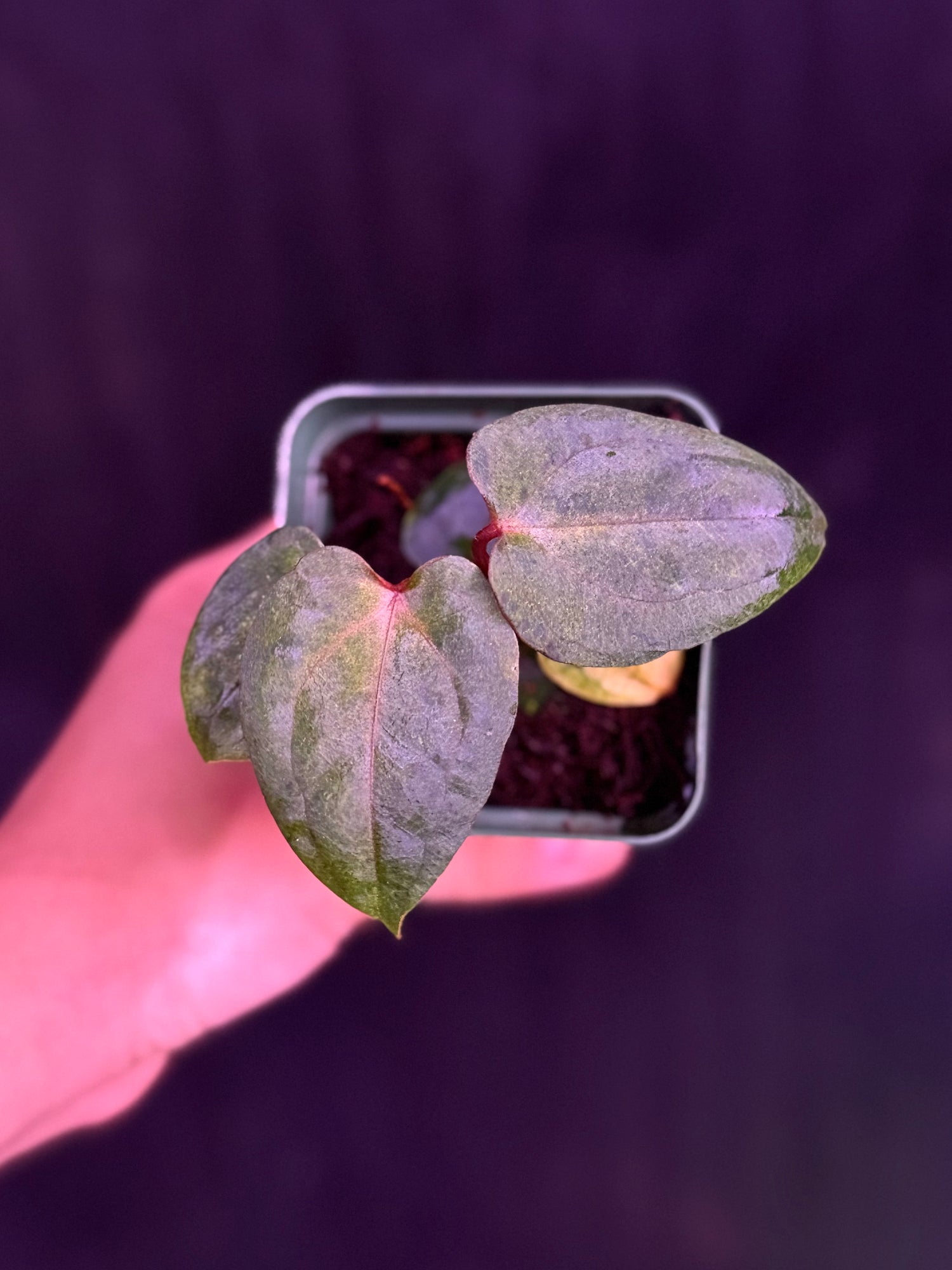 Anthurium Variegated Night Dragon x Self--Exact Seedling