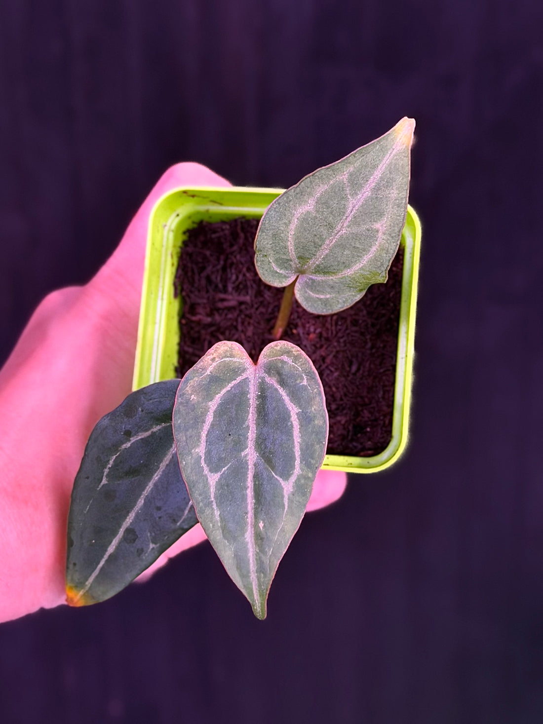 Anthurium Variegated Tim Anderson Stripey x Black Widow Michelle--Exact Seedling