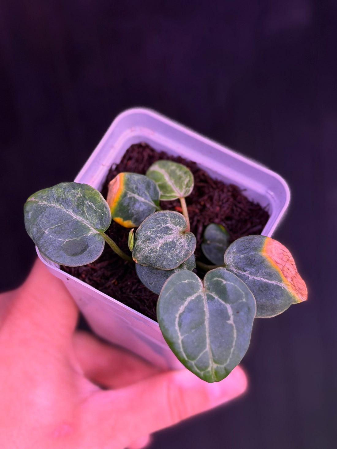 Anthurium Blister Variegated Black Widow Michelle x Tim Anderson Stripey (2 in pot)--Exact Seedling