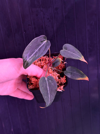 Anthurium Blister Variegated Tim Anderson Stripey x Self--Exact Seedling